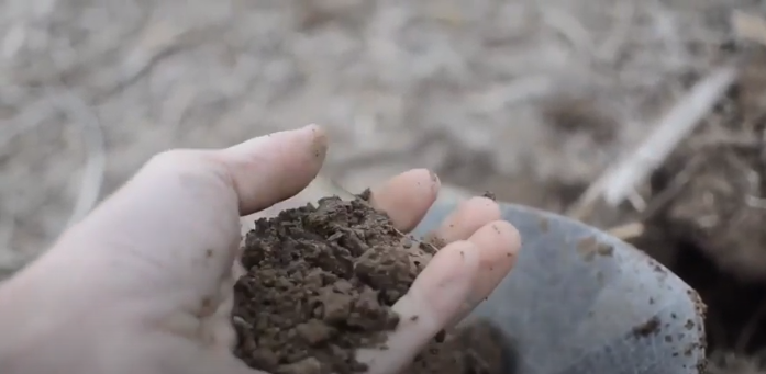 Farmer examining the health of soil in his field