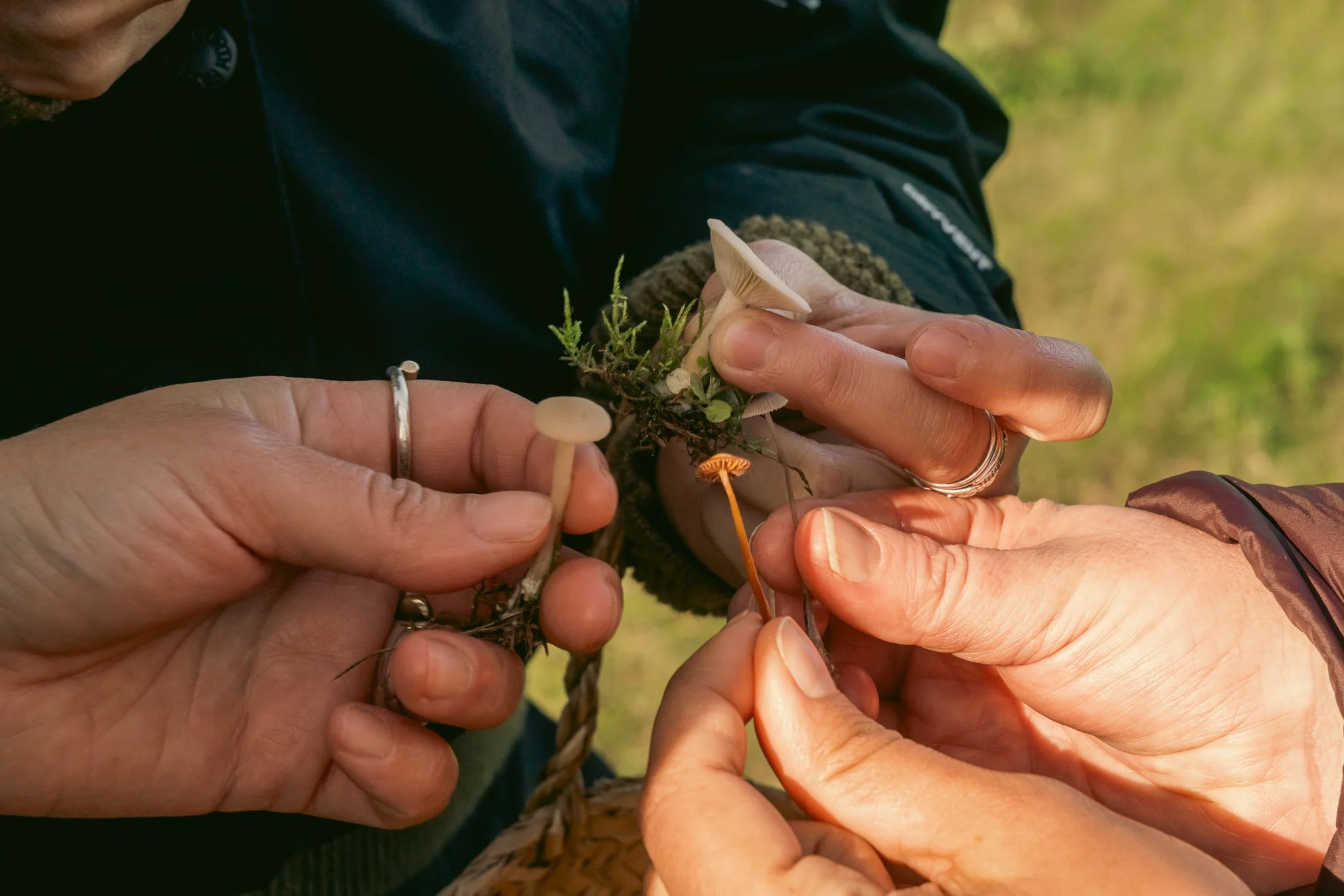 Close-up of two people holding small mushrooms and a plant, with one person inserting a small mushroom into the other person's fingers. The background is outdoors with green grass.
