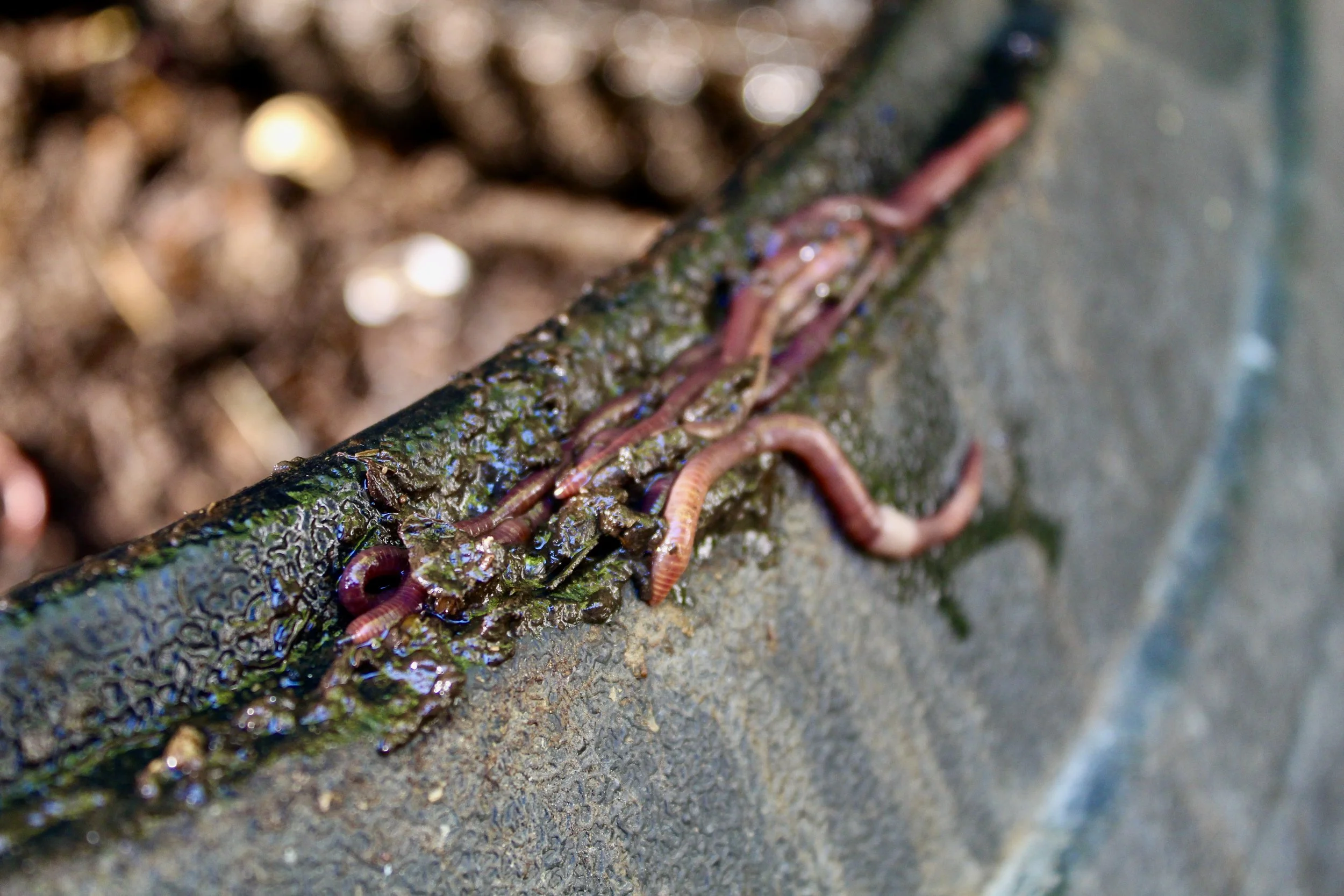 9EAB0256-1EC7-45A8-8362-07A79D50CBB6_1_201_a.jpeg