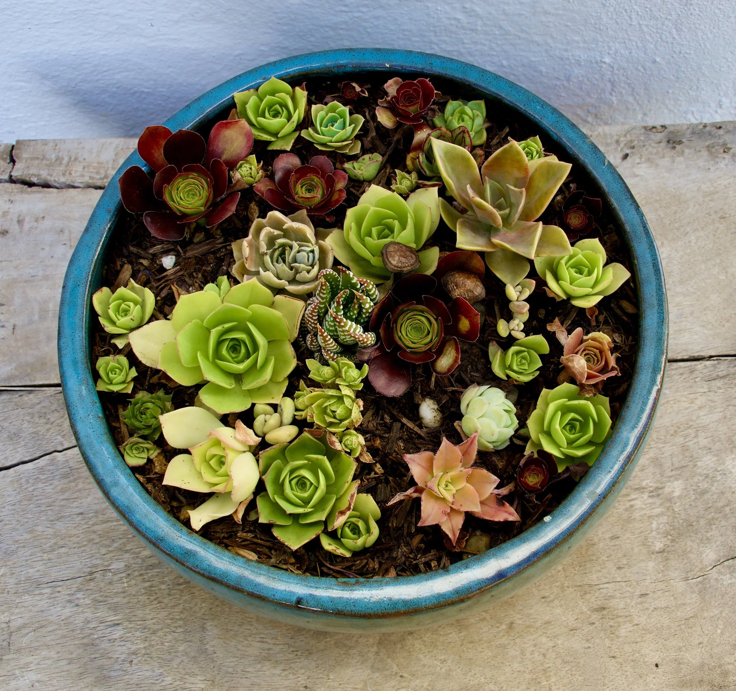 Bare root succulent medley
