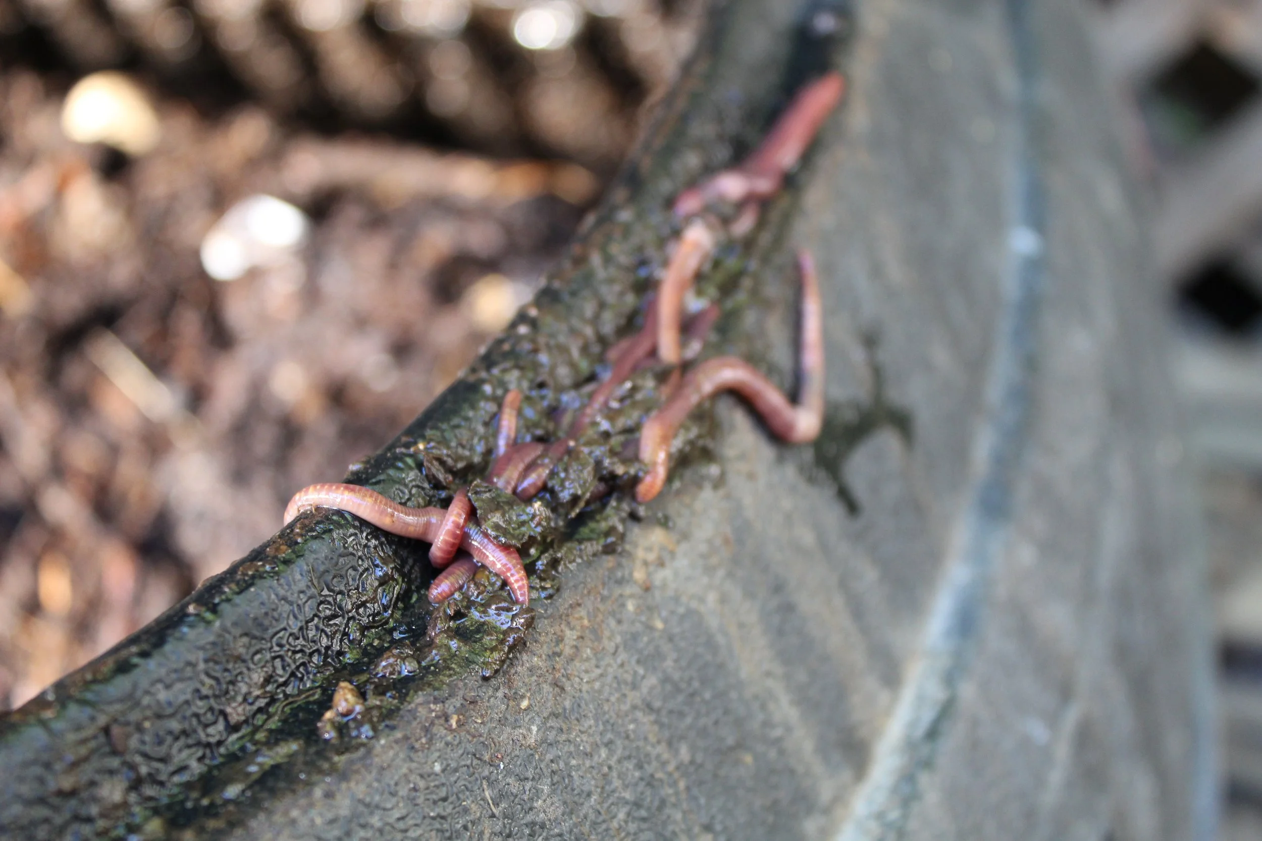 Composting Creatures Compost with Worms โ Suzette Chaumette | FoodIndy