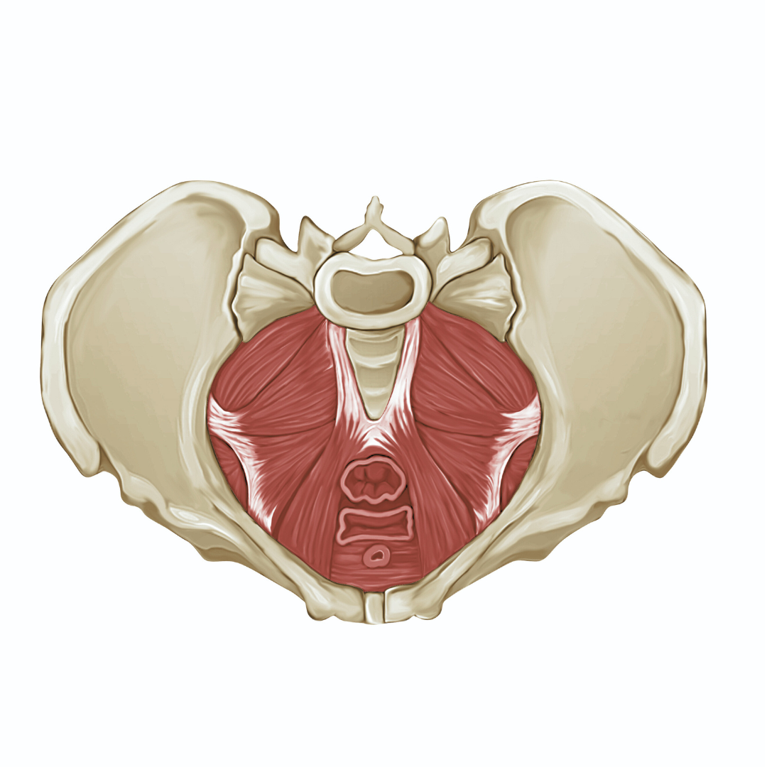 Pelvic Floor Physical Therapy: The Ultimate Guide - Pelvic PT