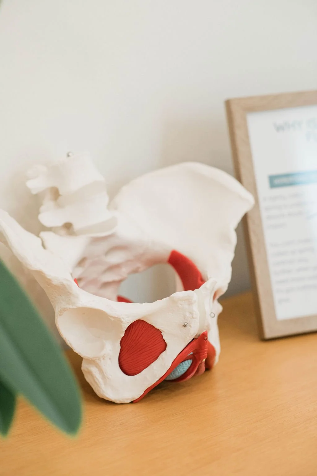 A photo of a pelvic model in pelvic floor therapy