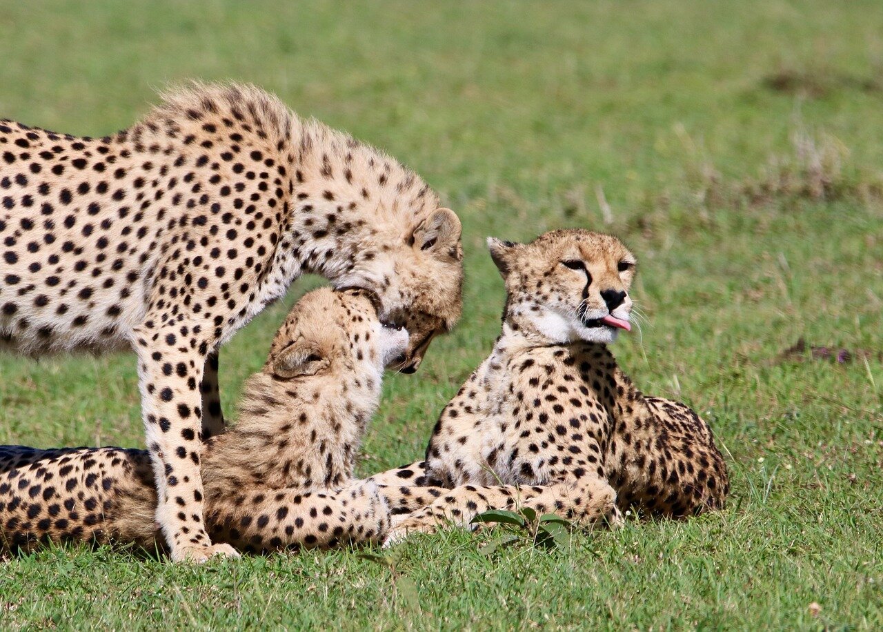 masai wildlife3.jpeg