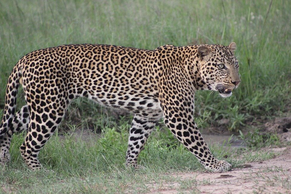masai wildlife2.jpeg