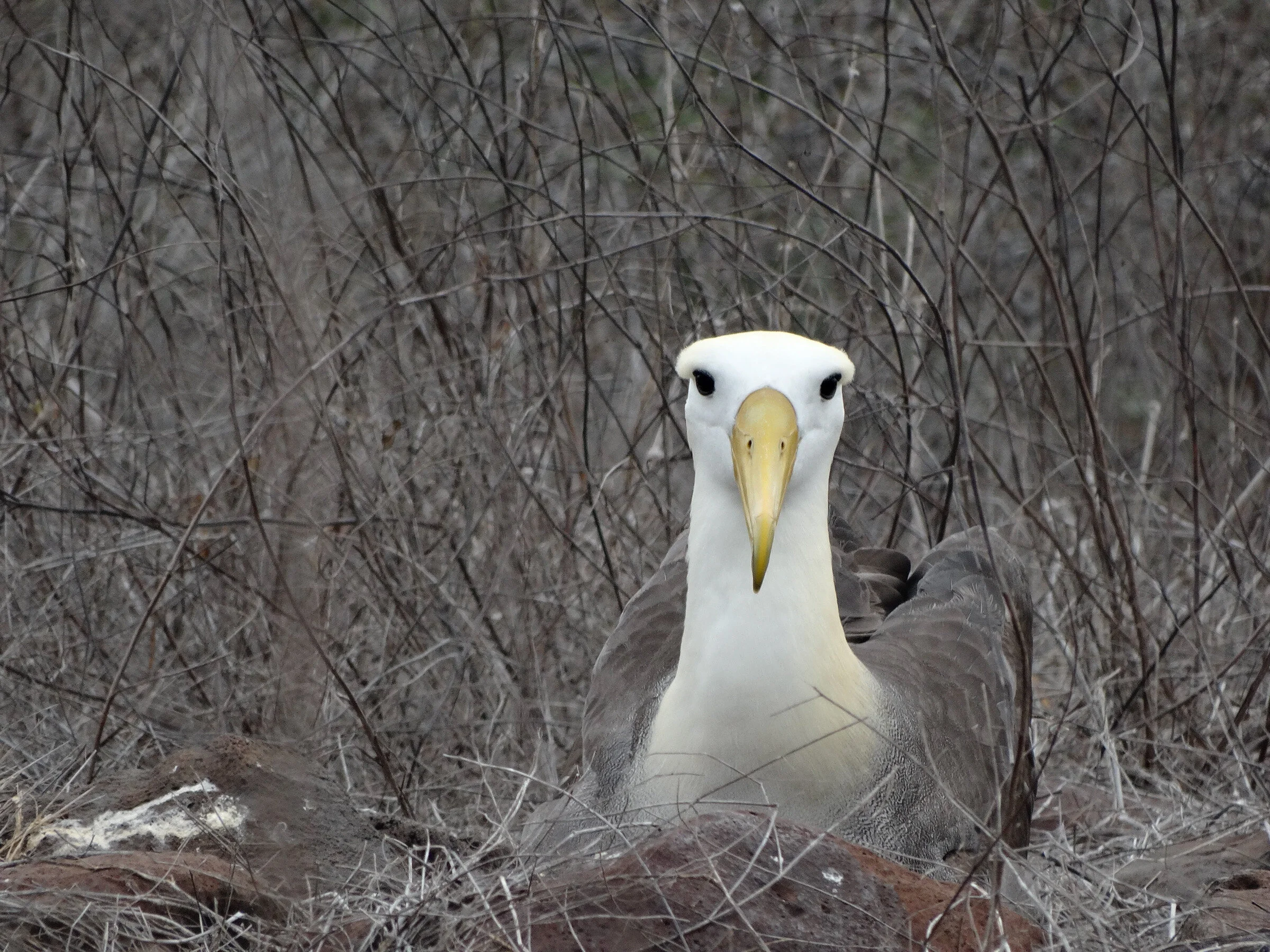 20210408-Carlos Salinas - Albatross.jpg