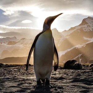 Antarctica and South Georgia Air-Cruise