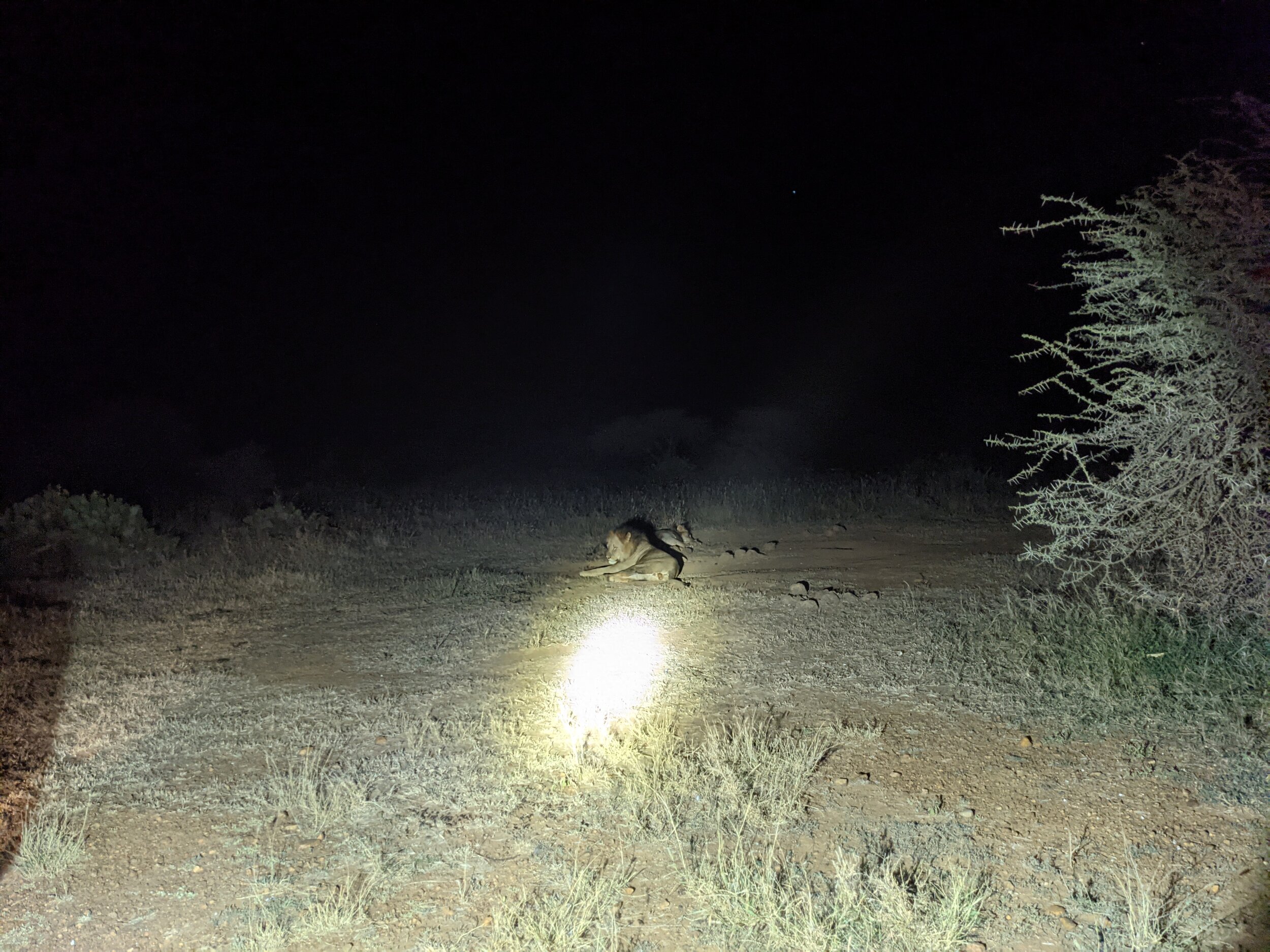  Lion sightings on thrilling night drives 