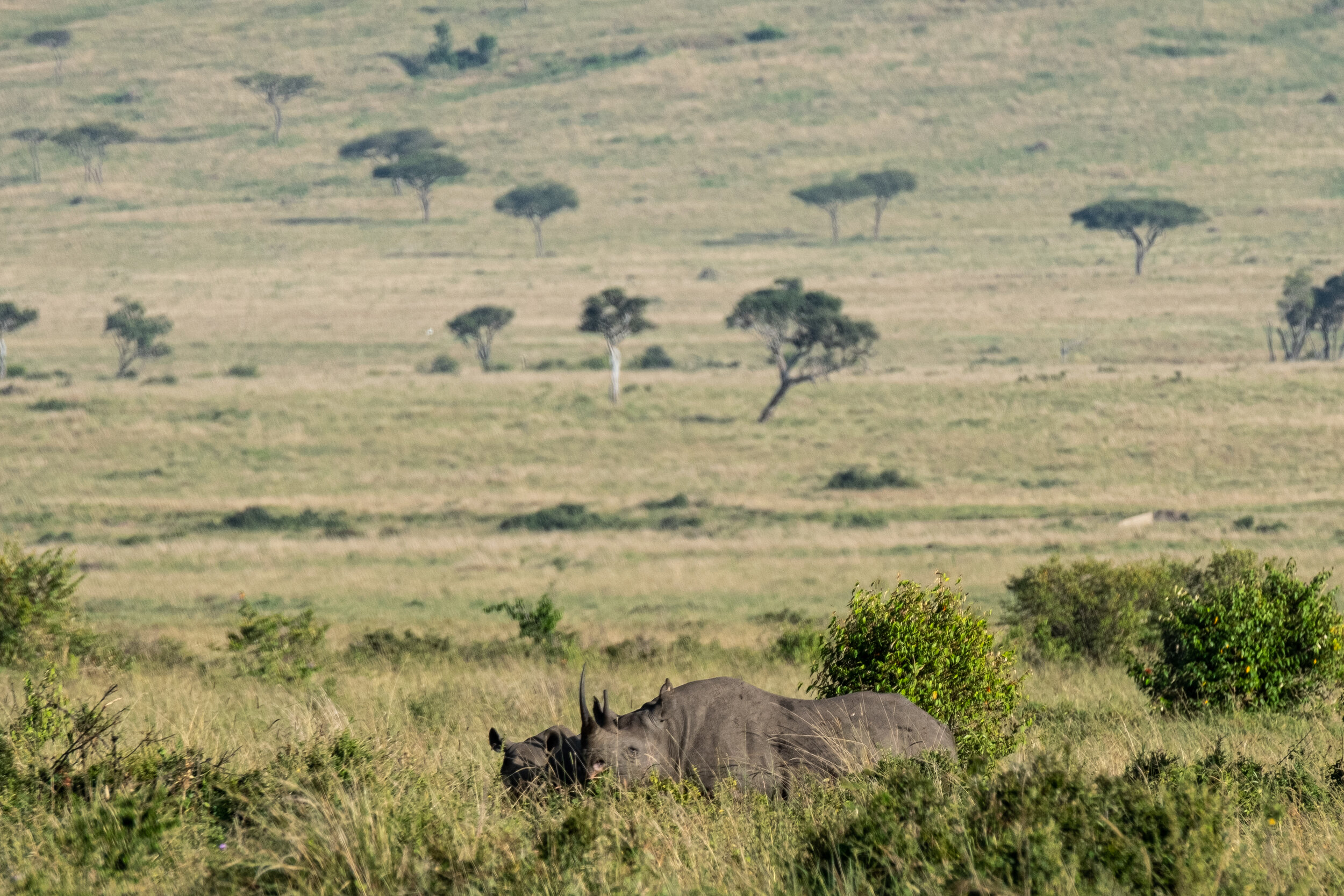  Endangered Black rhino, photographed by Robert Kip 