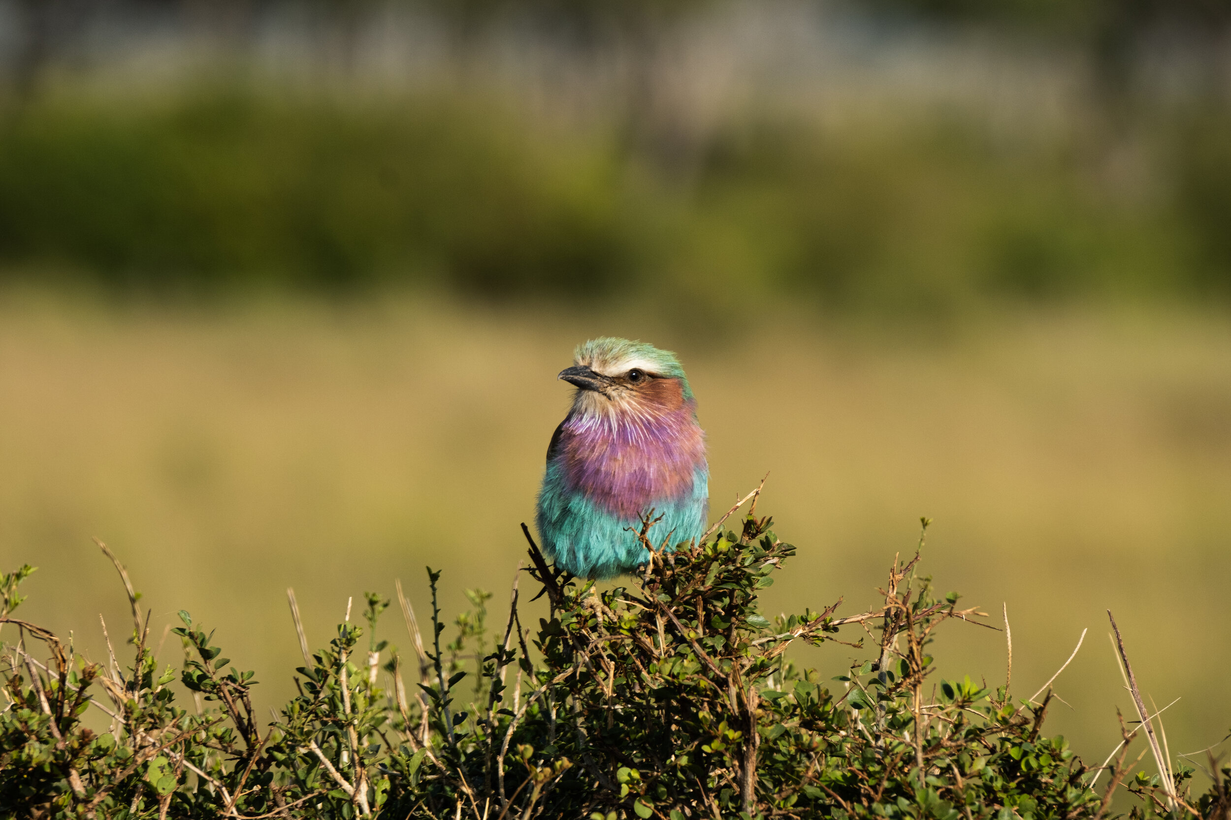  My favorite bird, the Lilac breasted roller, photographed by Robert Kip 