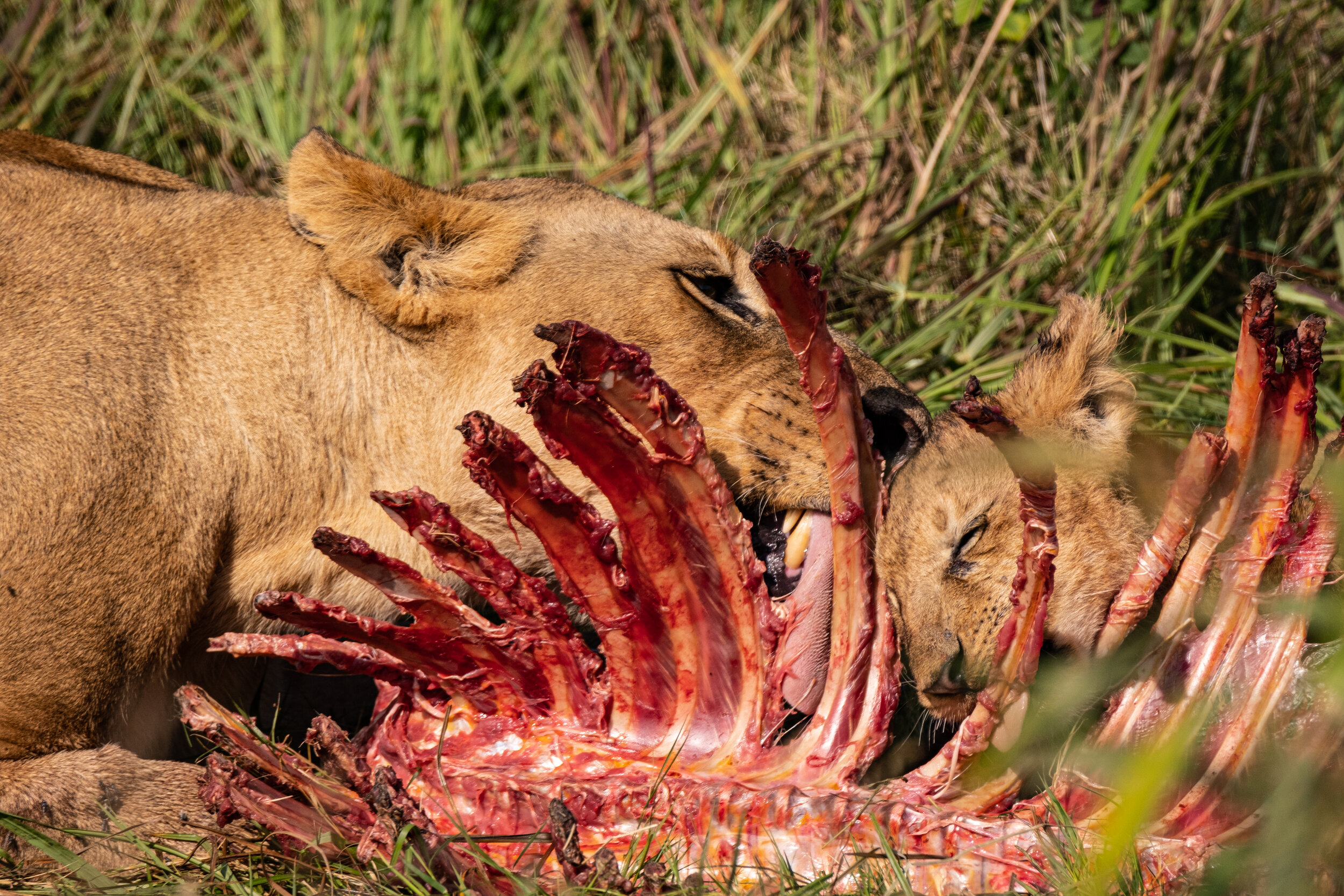  Lioness zebra kill, photographed by Robert Kip 