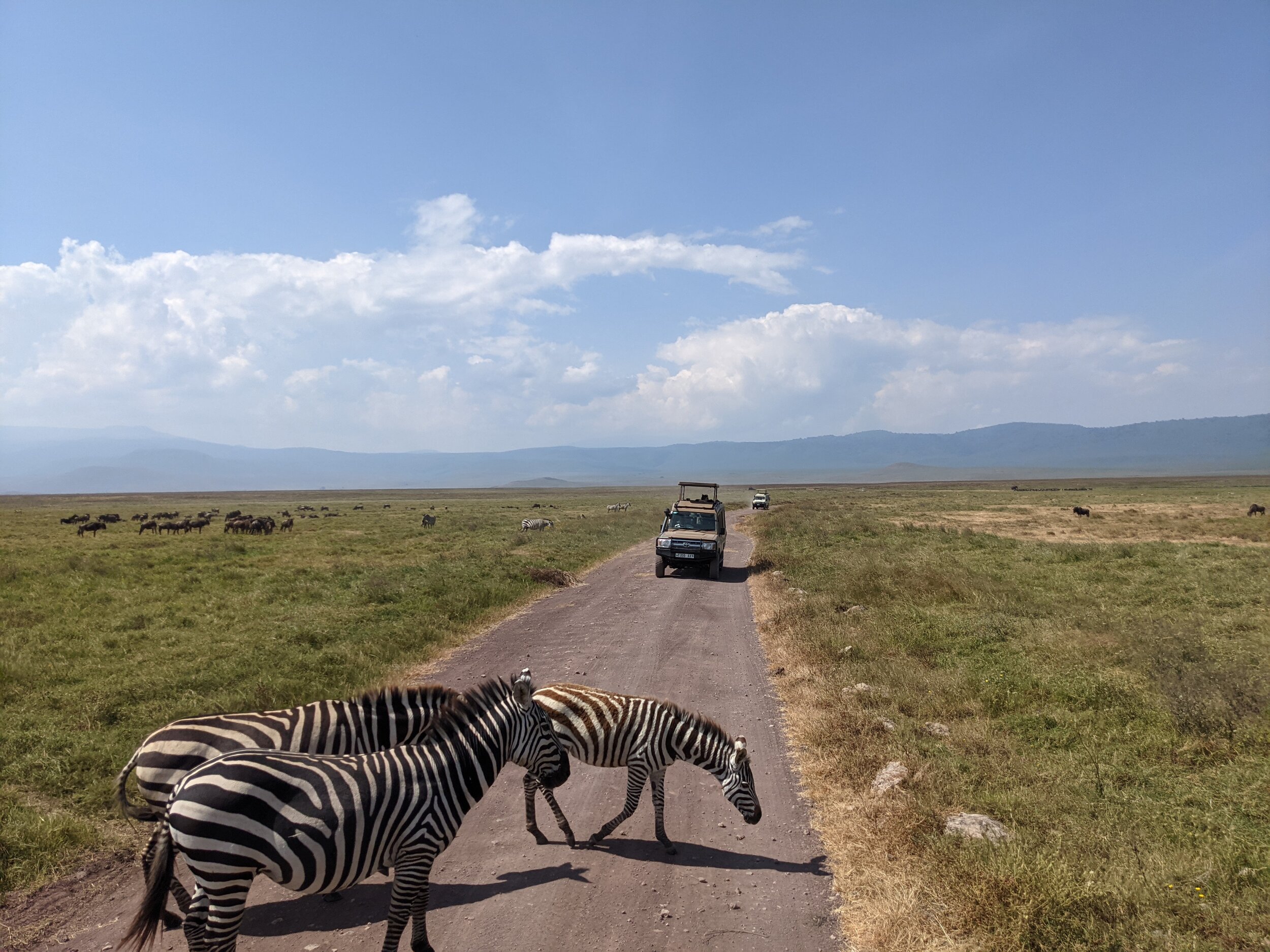  Zebra in Ngorongoro Crater 