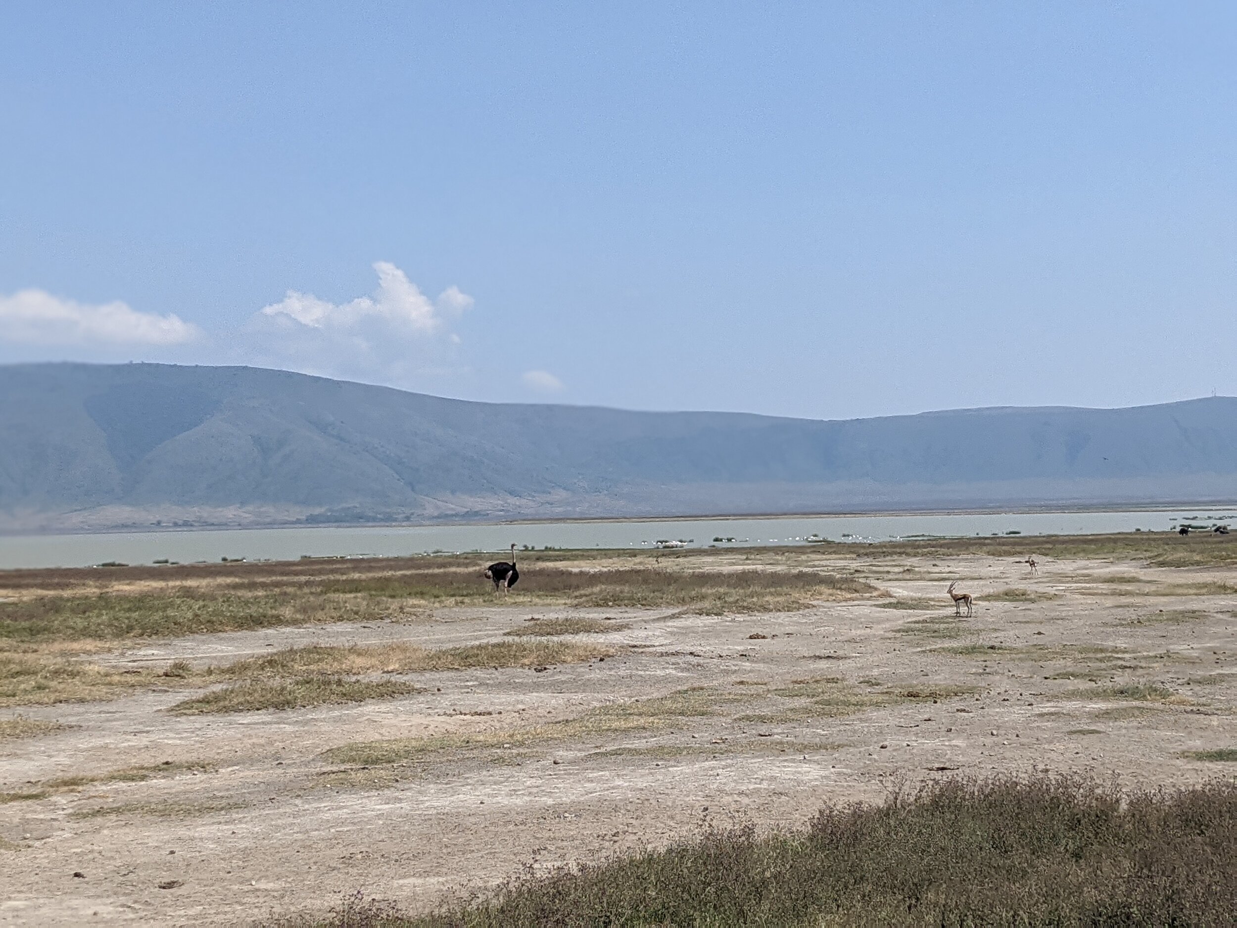  An assortment of wildlife at the Crater’s water sources 