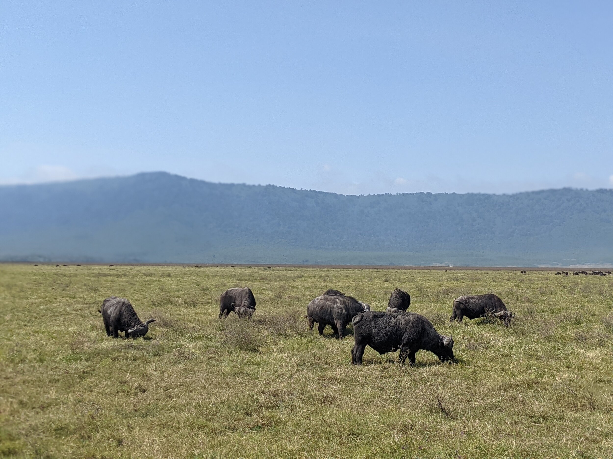  Cape buffalo in Ngorongoro Crater 