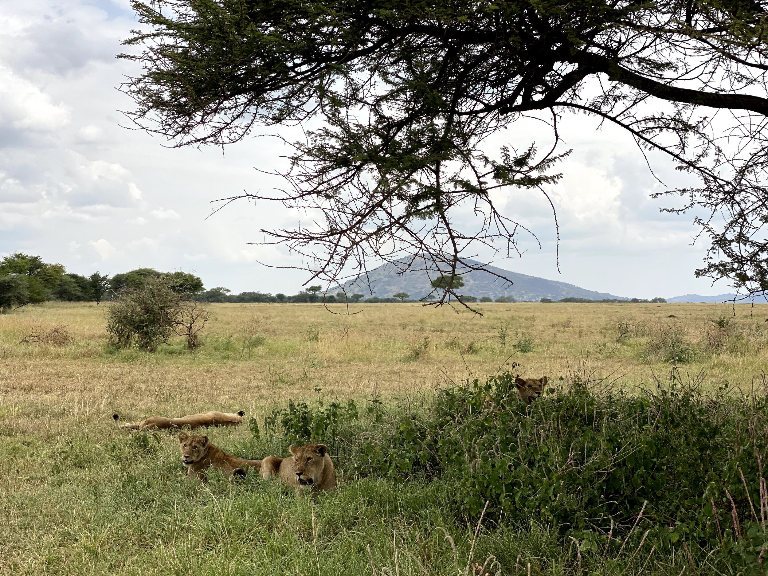  A truly sensational spotting of female lions and their completely non-habituated cubs 