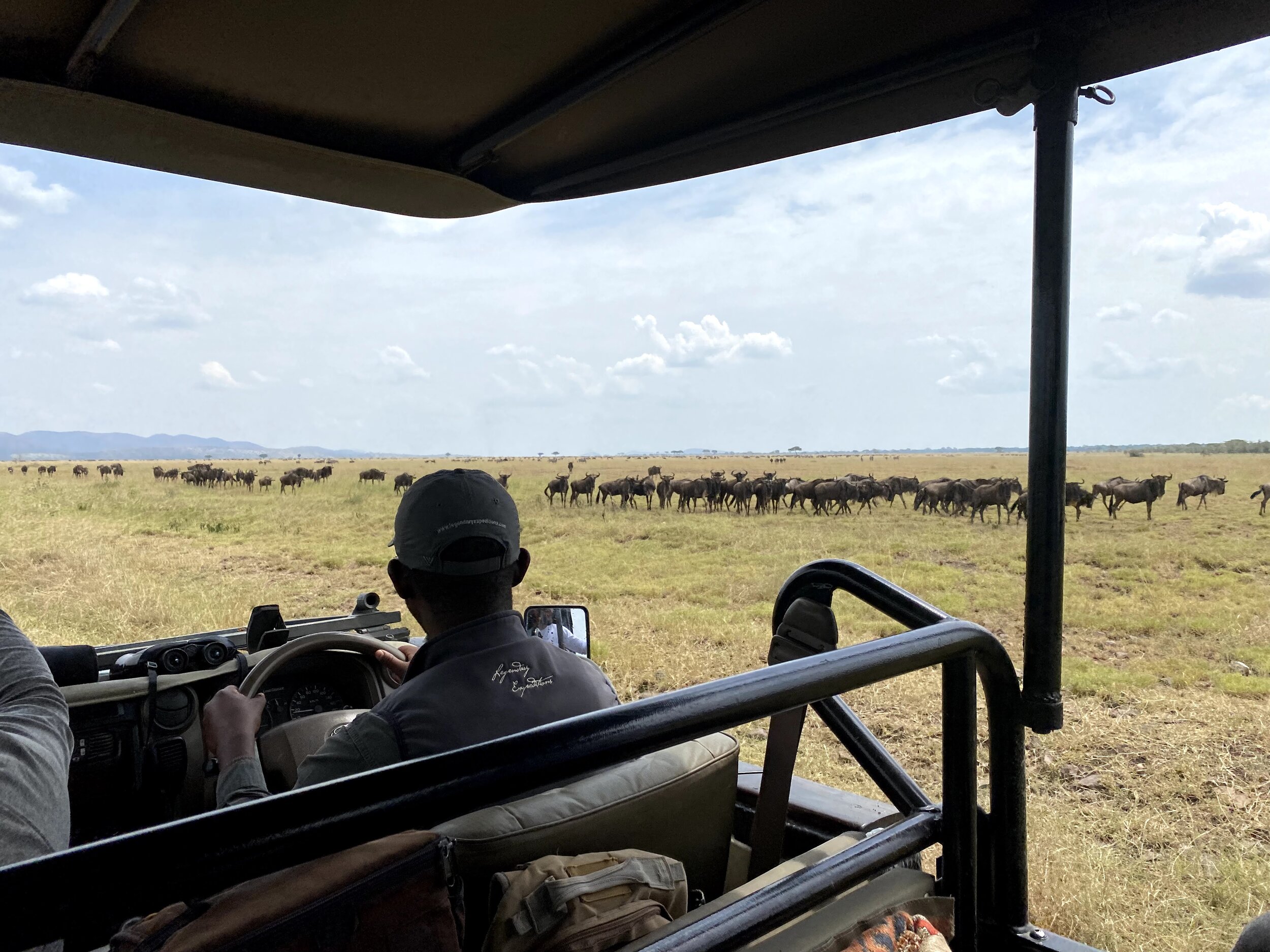  Pioneer wildebeest herds lining up to head north 