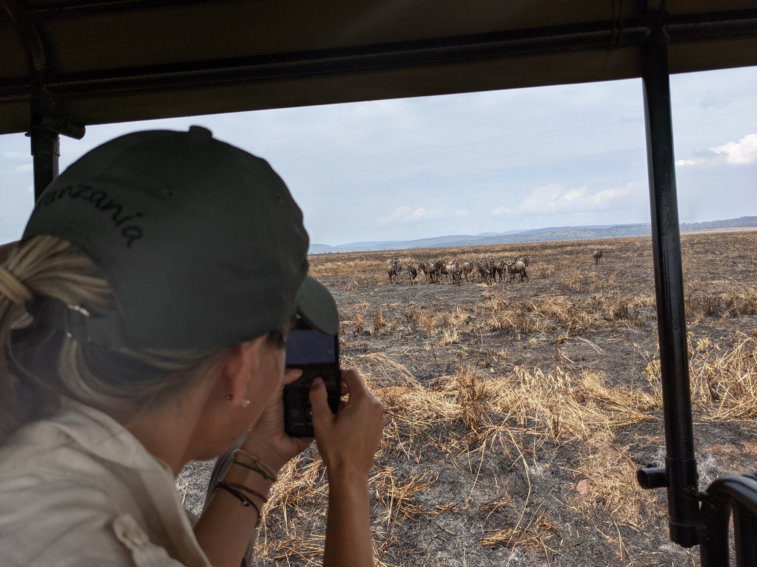  Chasing the wildebeest 
