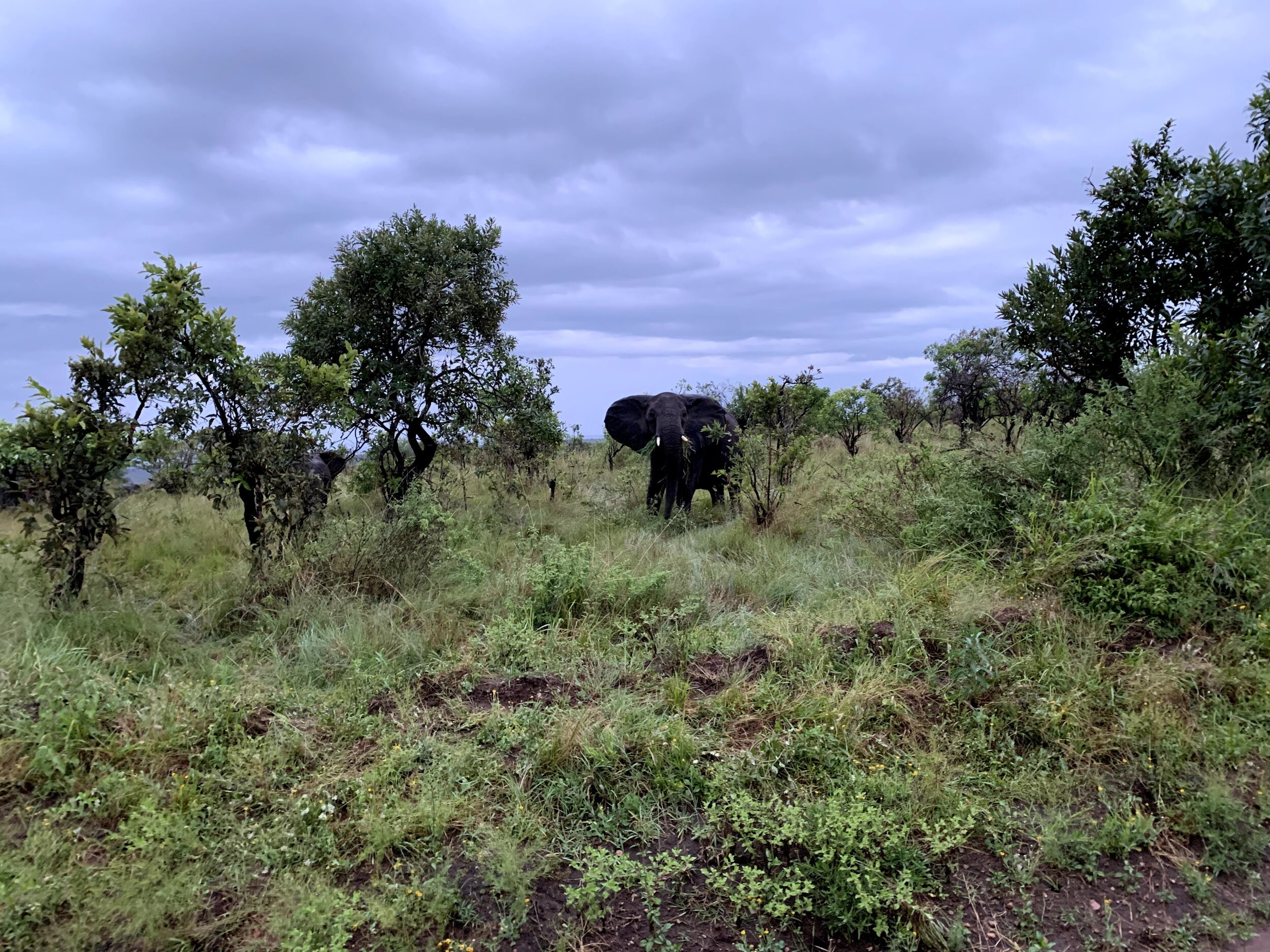  Extensive elephant herds in the Kogatende region 