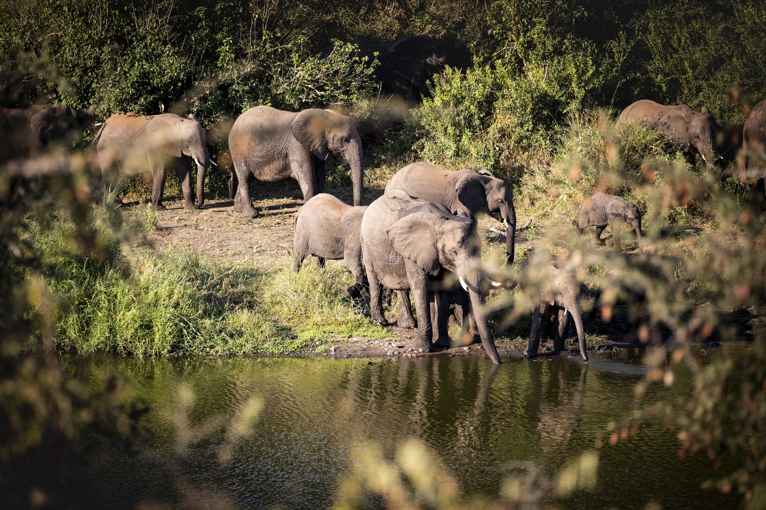 Singita-Lebombo-Lodge-Elephants-min.jpg