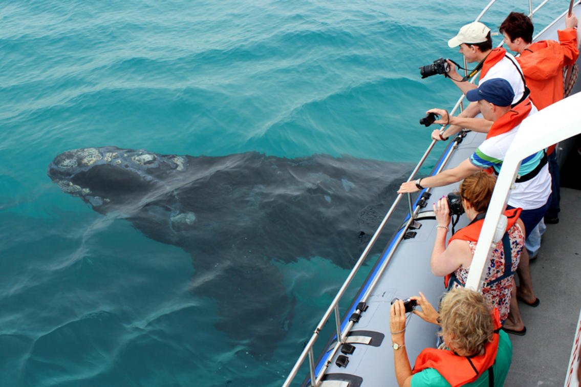 web-grootbos-experience-whale-watching-boat-03.jpg