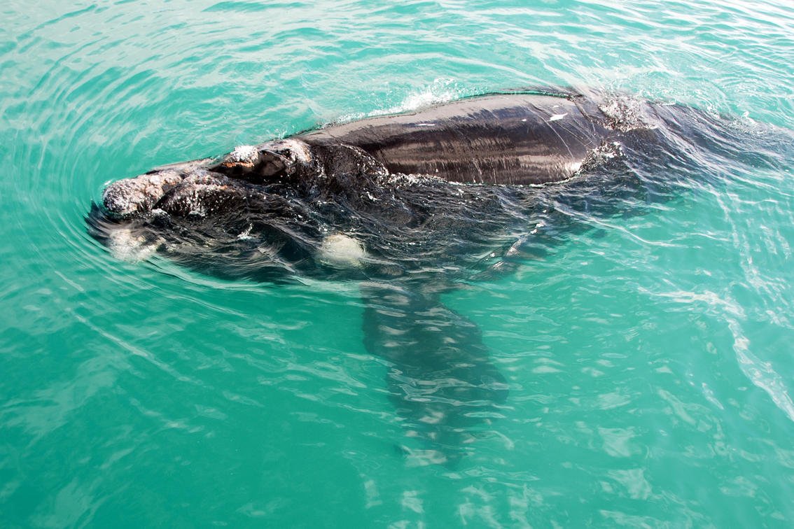web-grootbos-experience-whale-watching-03.jpg