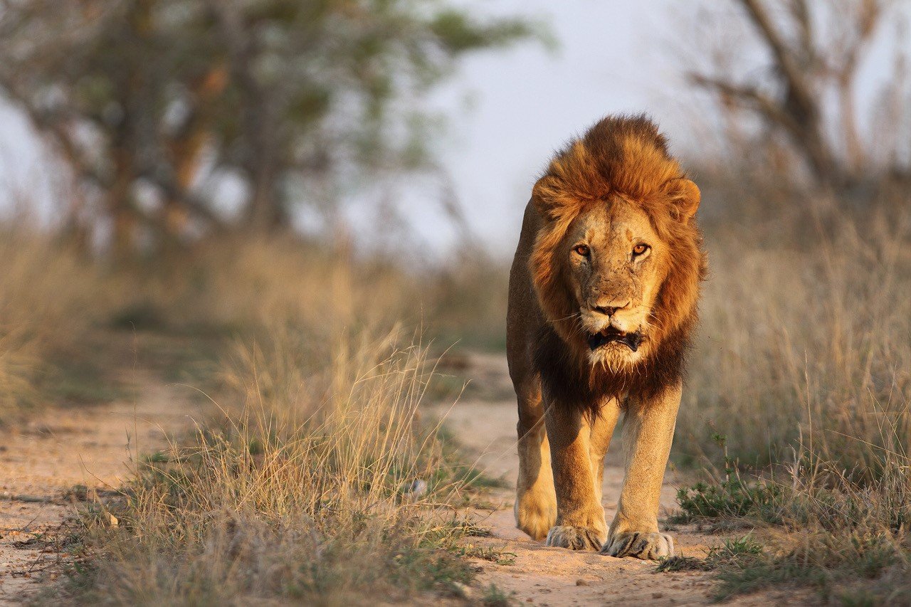 Royal Malewane - Lion.jpg