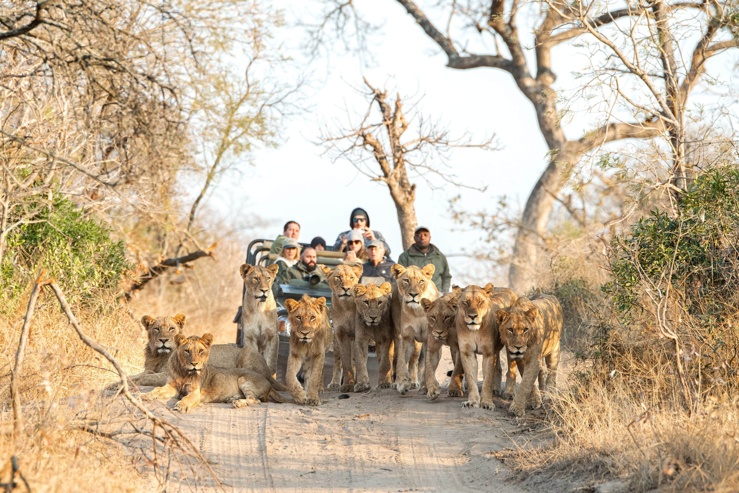 Royal Malewane - Game Drive_Lion 2-min.jpg