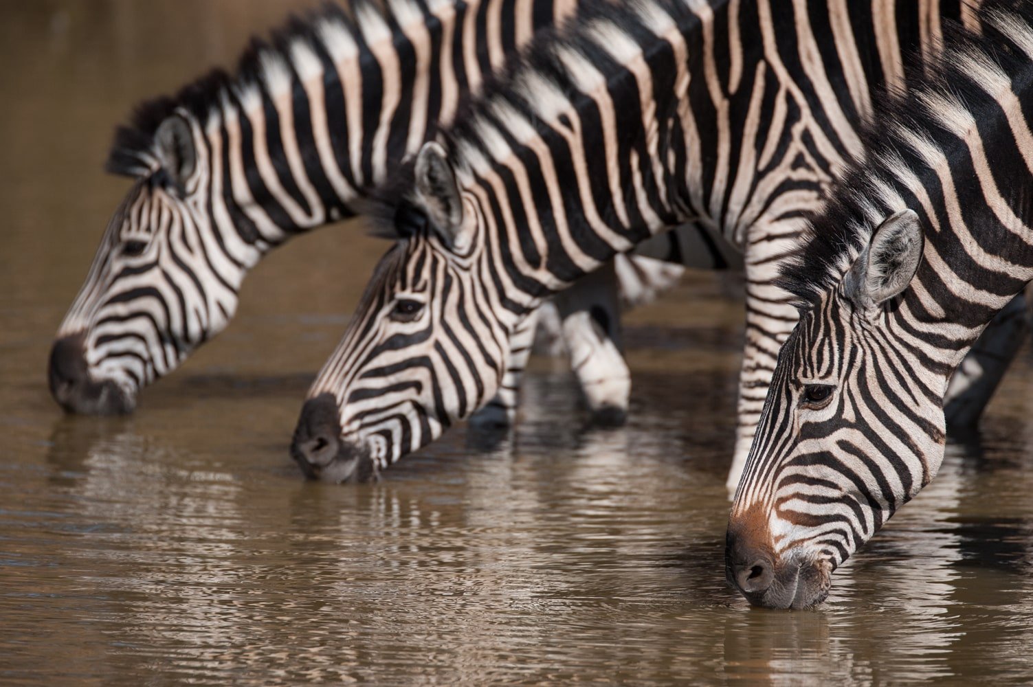 Royal Malewane - Zebra-min.jpg