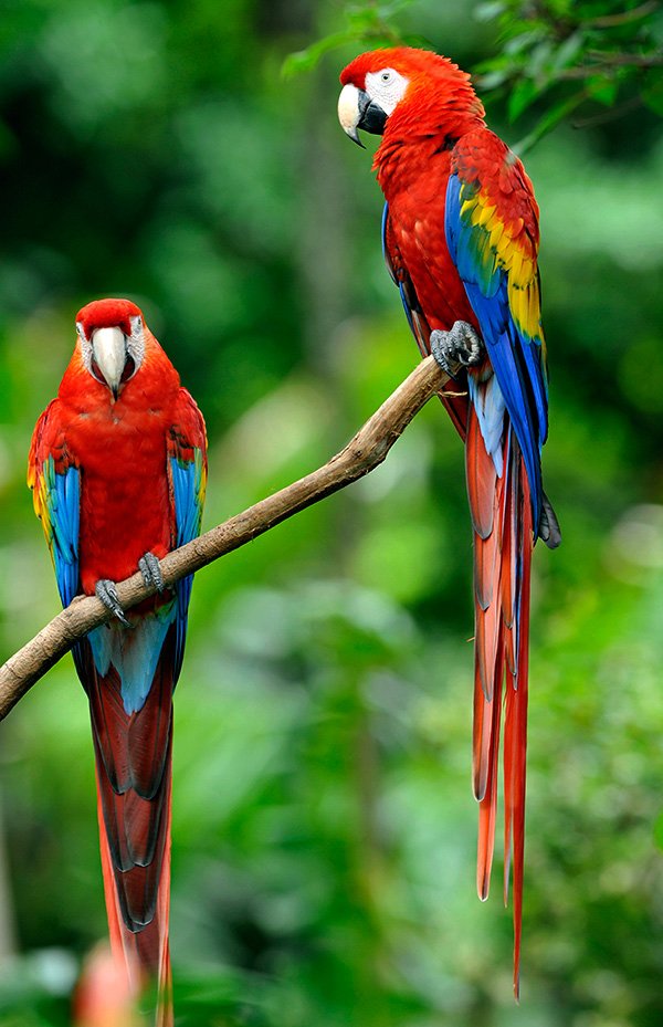 Scarlet-Macaws.jpg