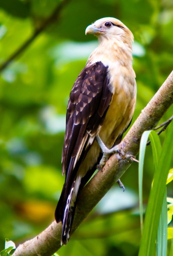 yellow_headed_caracara.jpg