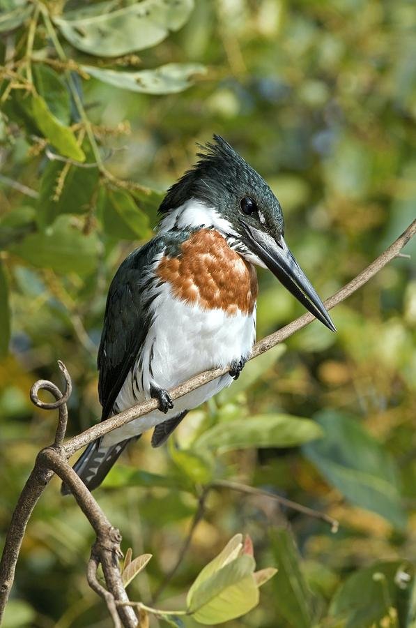 amazon-kingfisher-male-tony-camacho.jpg