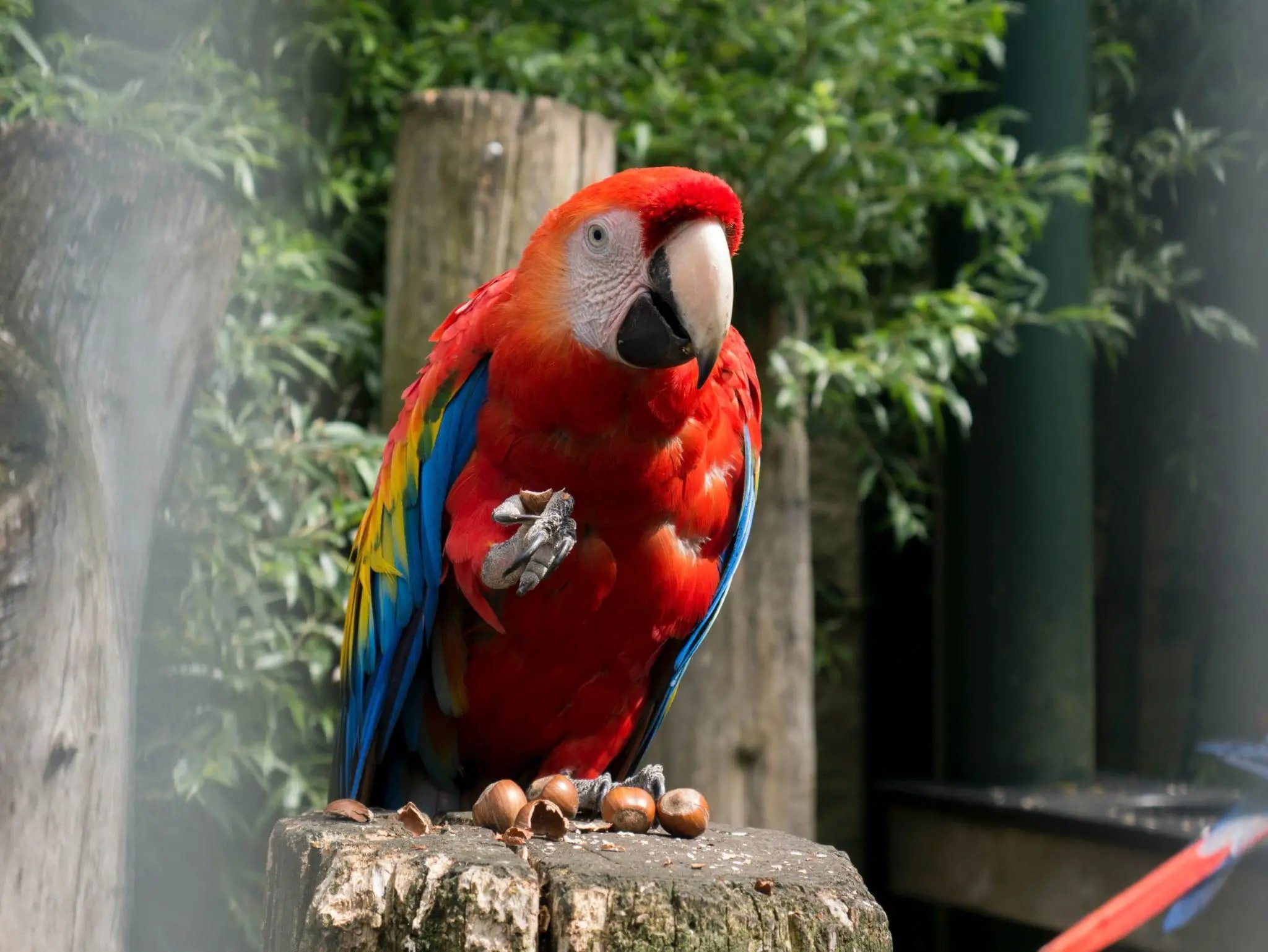 Scarlet-Macaw-in-The-Amazon-Rainforest-scaled-min.jpg