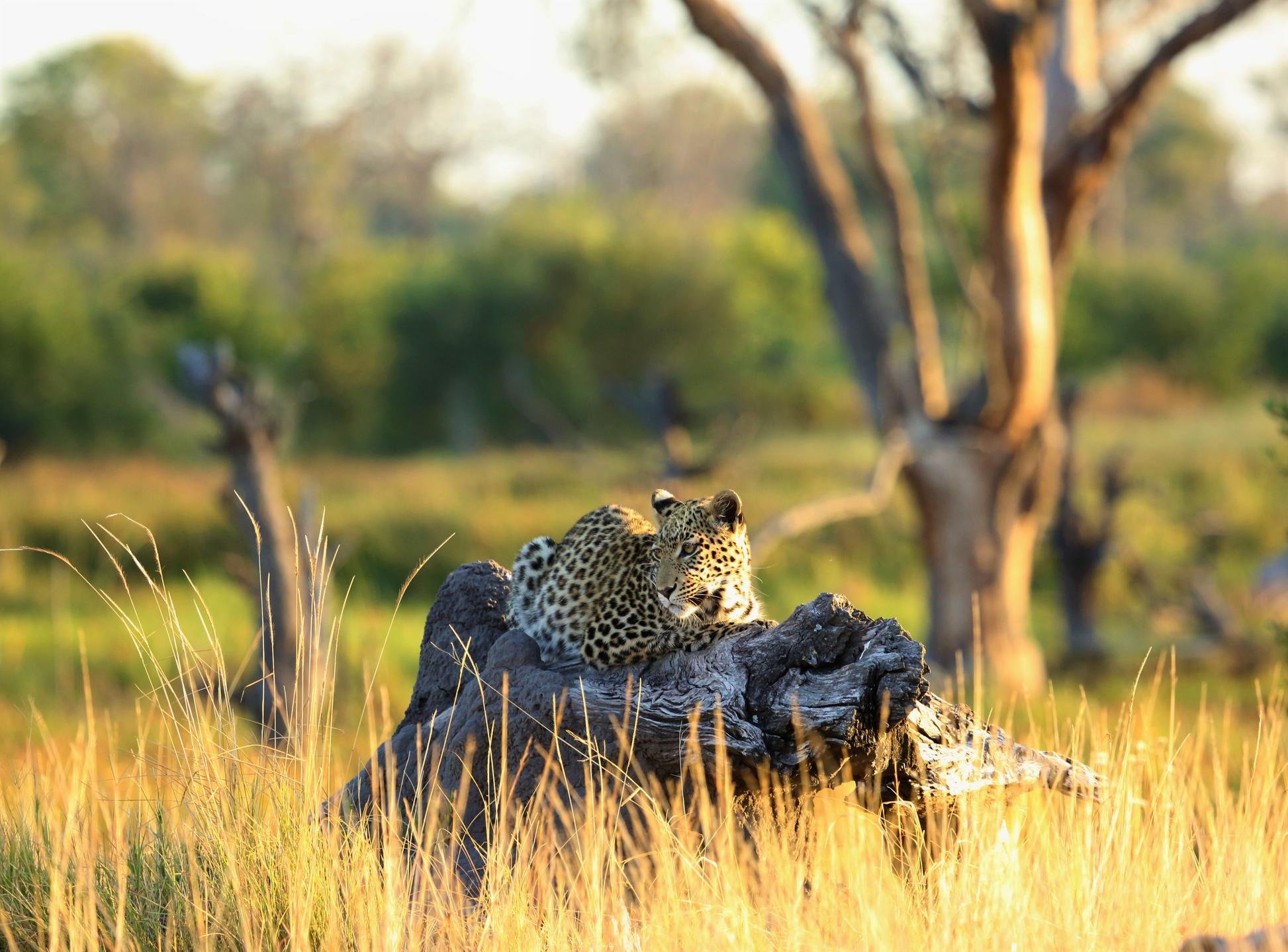 leopard_on_a_trunk_khwai_tented_camp_botswana_african_bush_camps__21.jpg