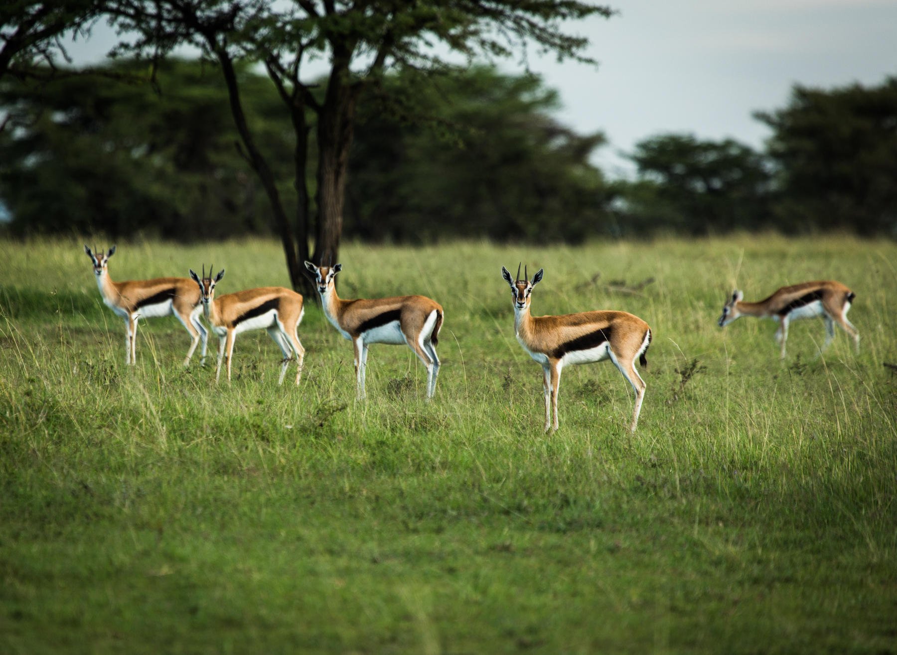 Plains Game in the Olare Motorogi Conservancy.jpg