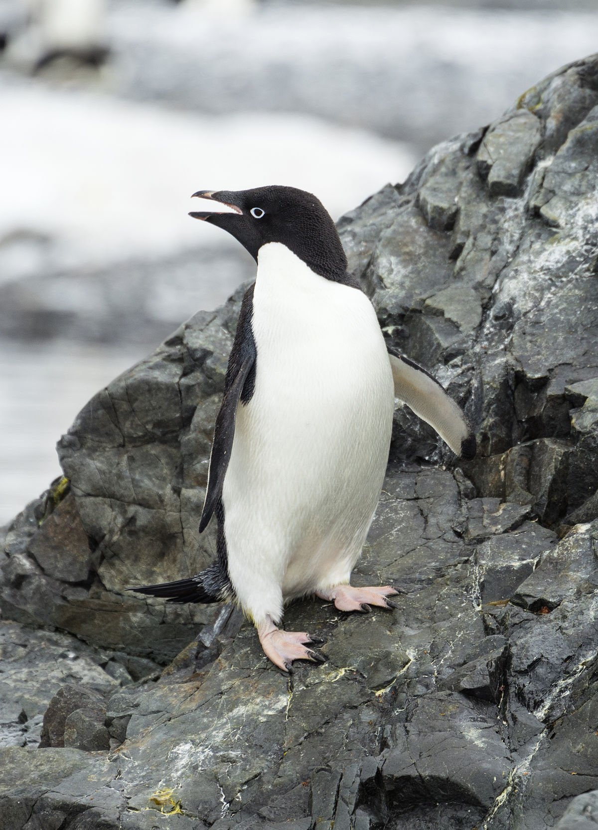 Hope_Bay-2016-Trinity_Peninsula–Adélie_penguin_(Pygoscelis_adeliae)_04.jpg