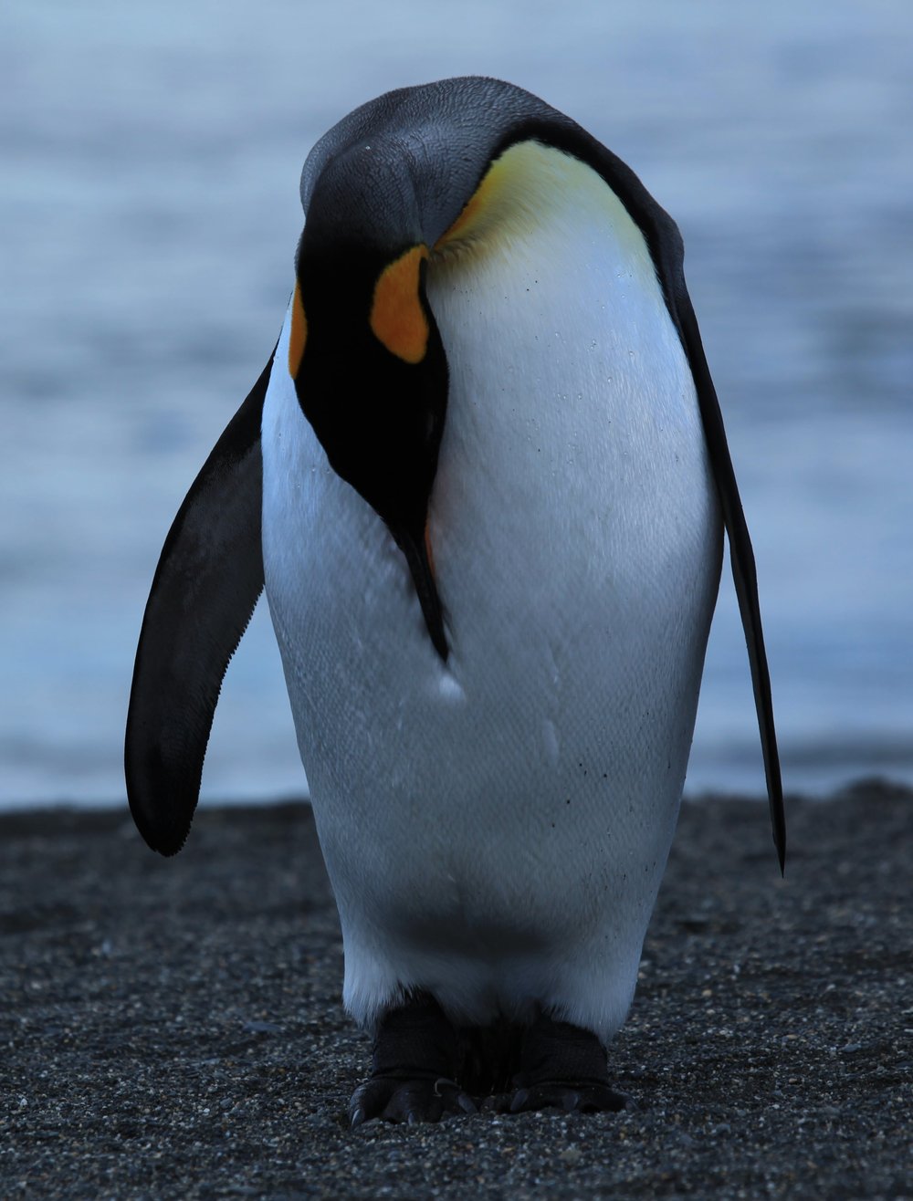 King_Penguin_grooming_(5848680649)-min.jpg