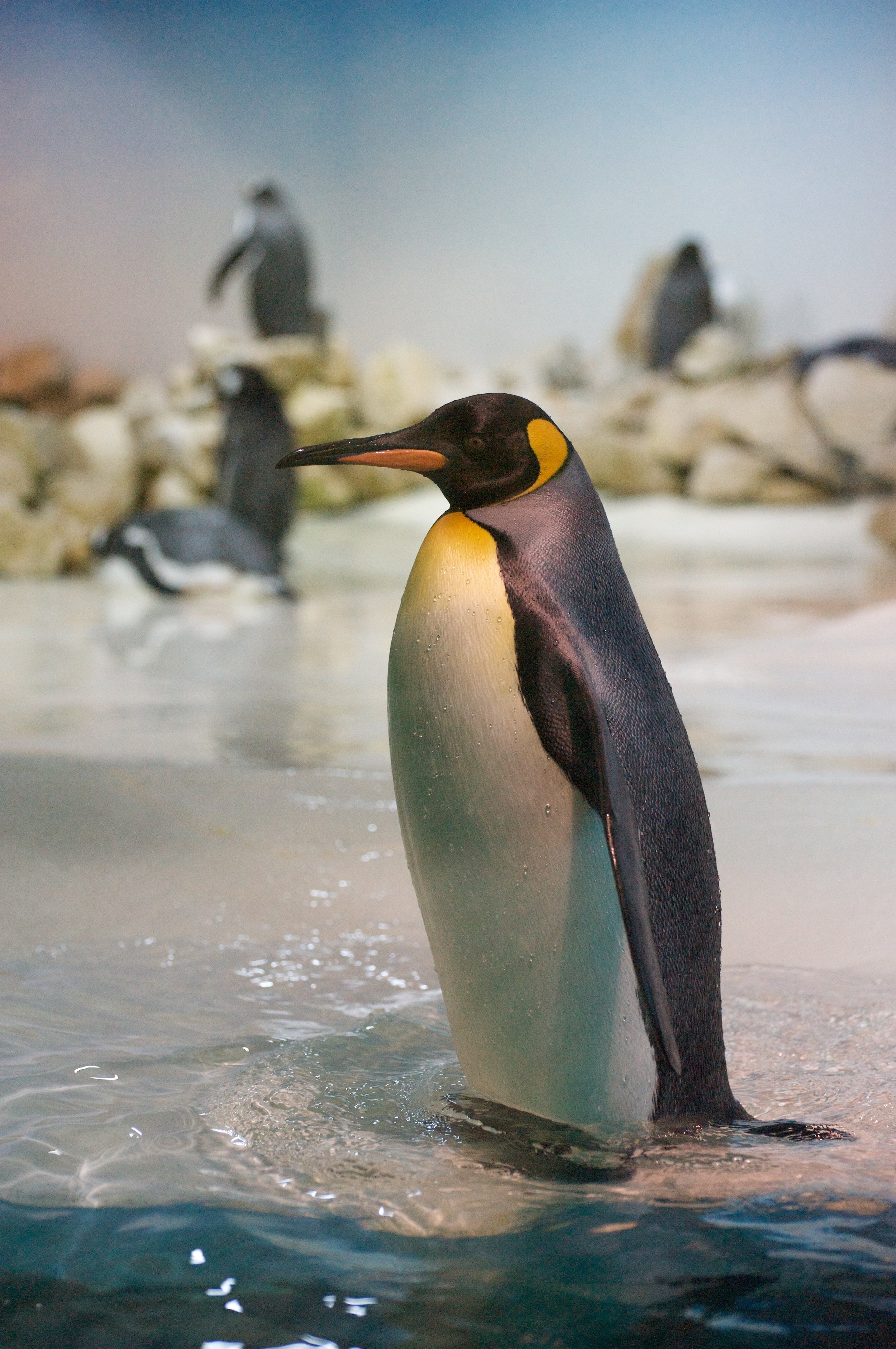 King_Penguin_(Aptenodytes_patagonicus)_-Munich_Zoo-8-min.jpg