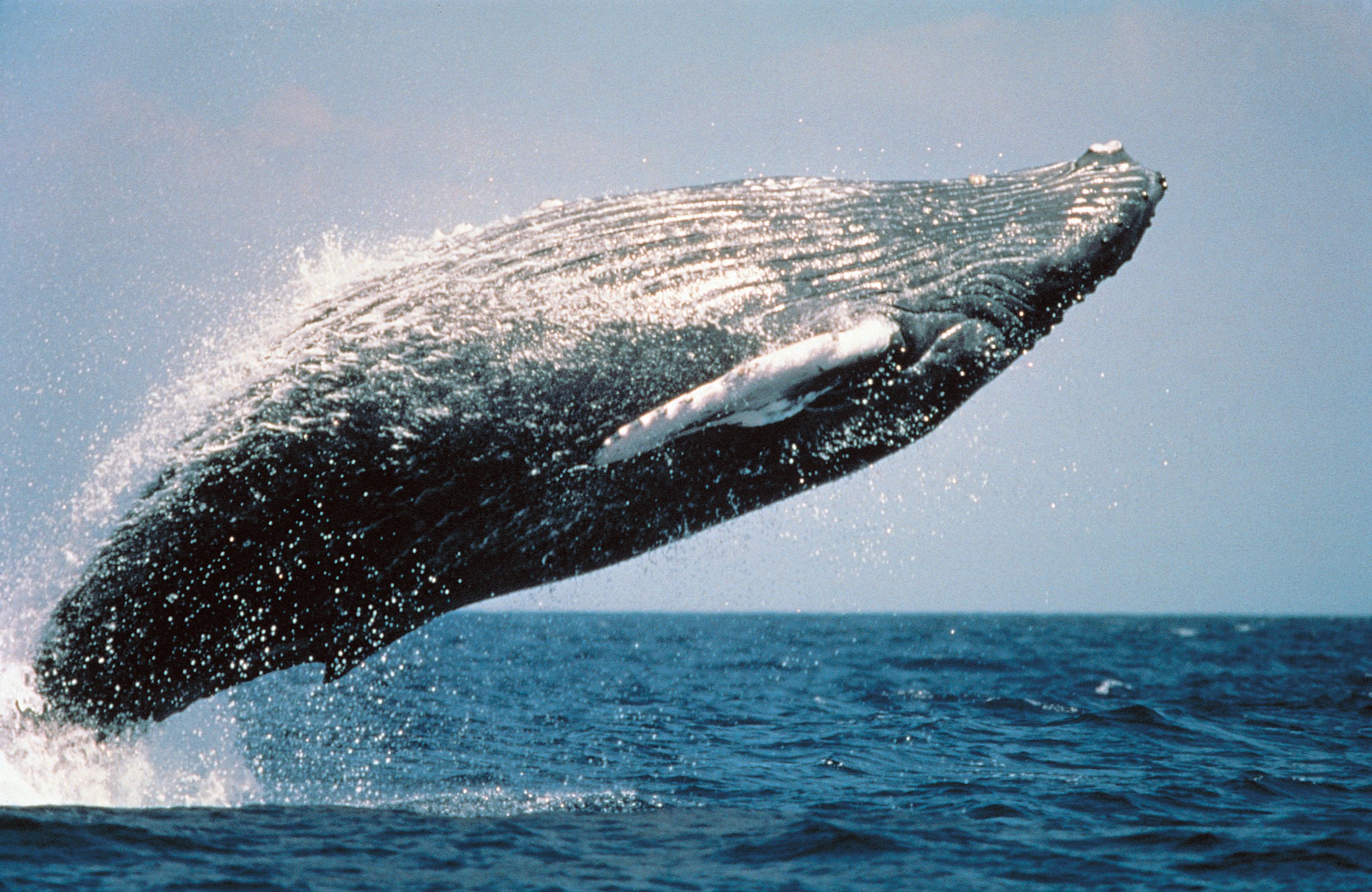 HumpbackWhaleBreaching.jpg