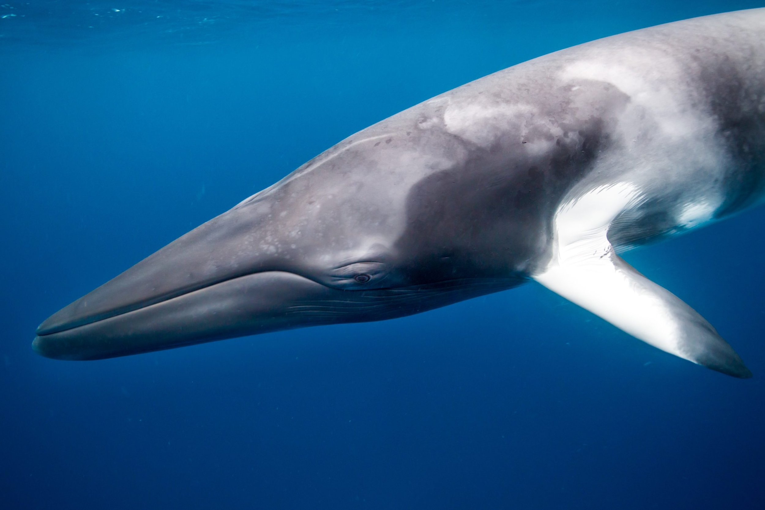 whale-in-a-deep-blue-sea-scaled.jpeg