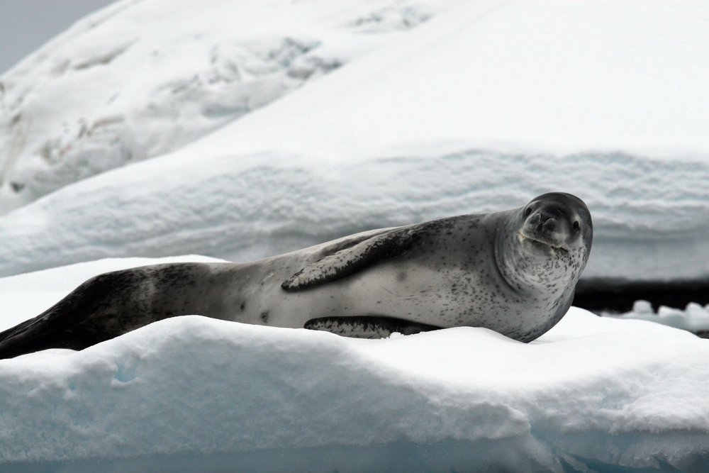 Leopard_seal_basking_on_Iceberg-min.jpg