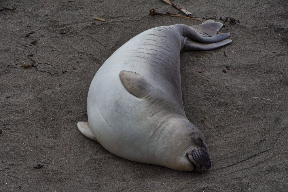 elephant-seal-1563029372XCW-min.jpg