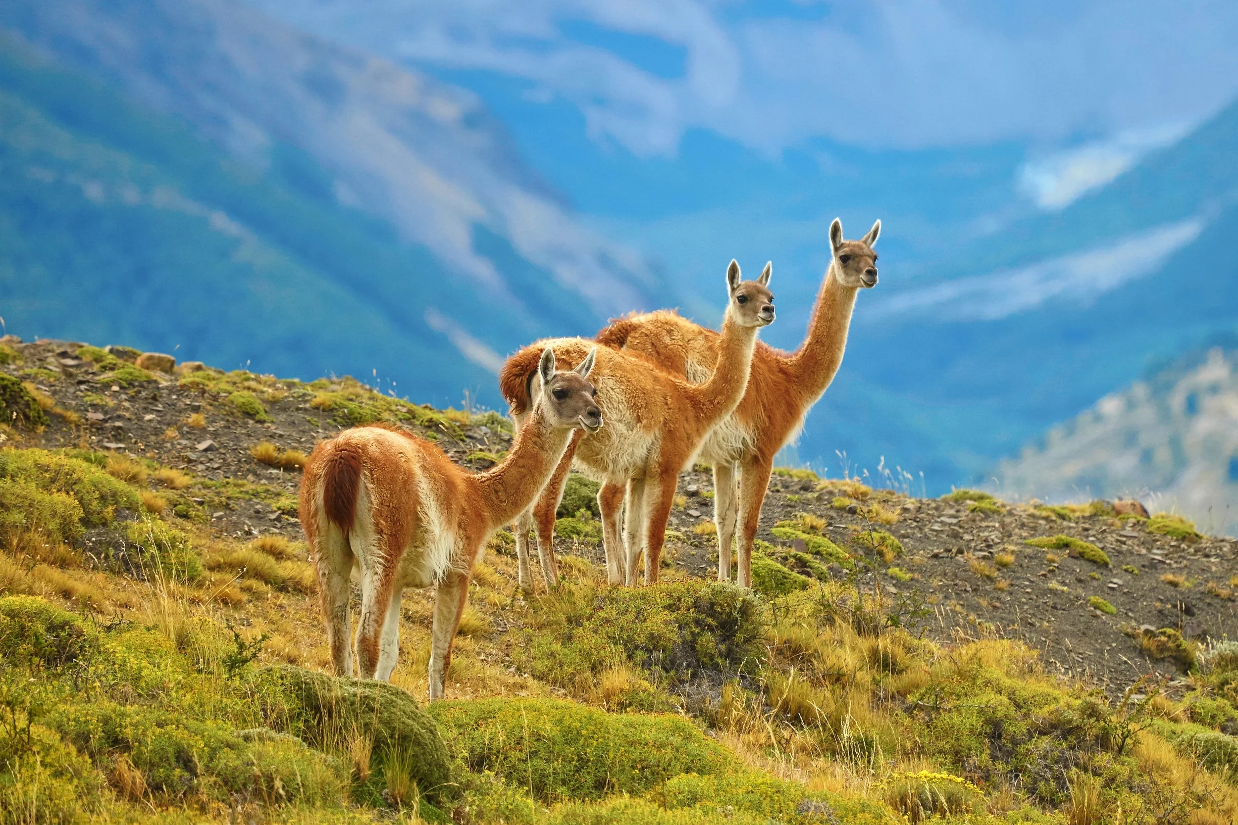Chile in January - Everything to see & do