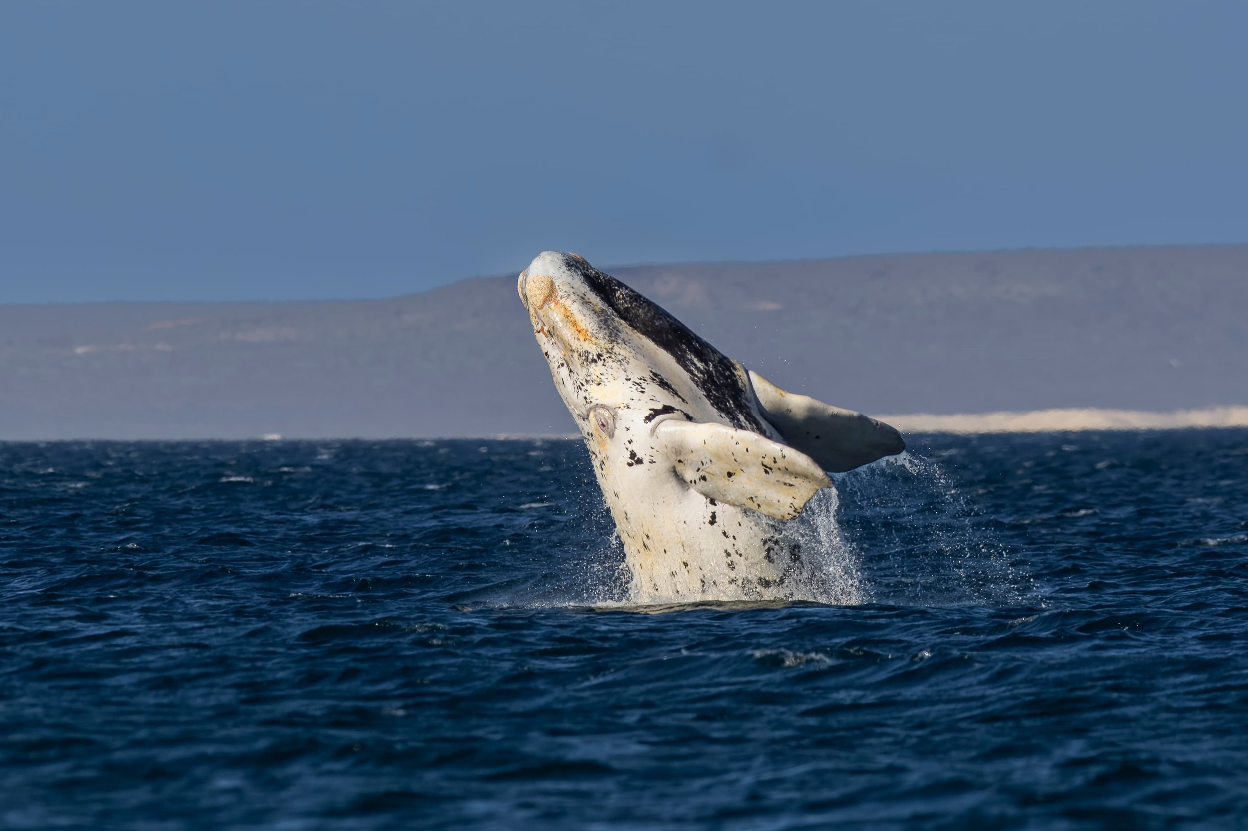 shutterstock_2667724449 (1).jpg