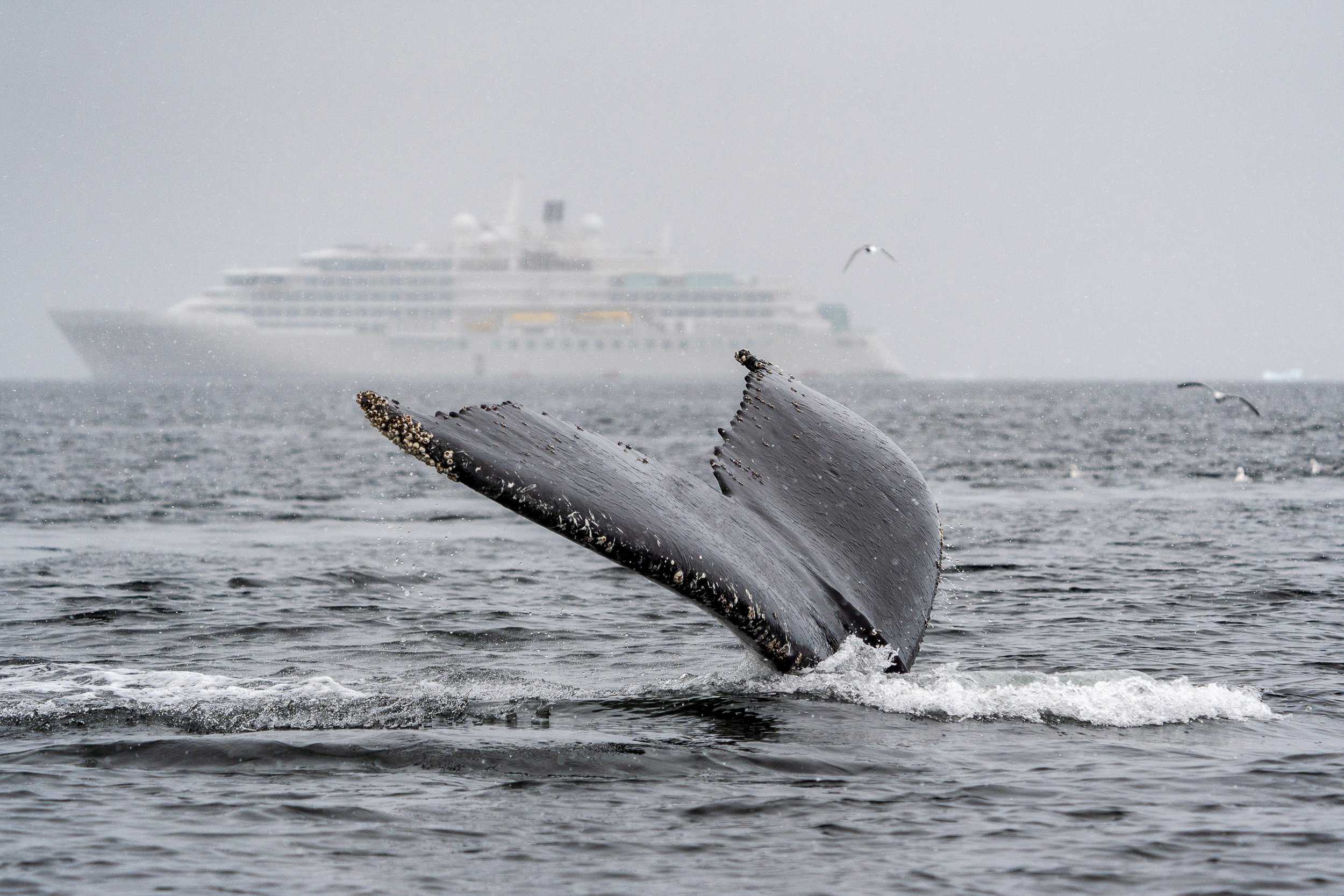 craft-travel-silver-sea-endeavor-01.jpg
