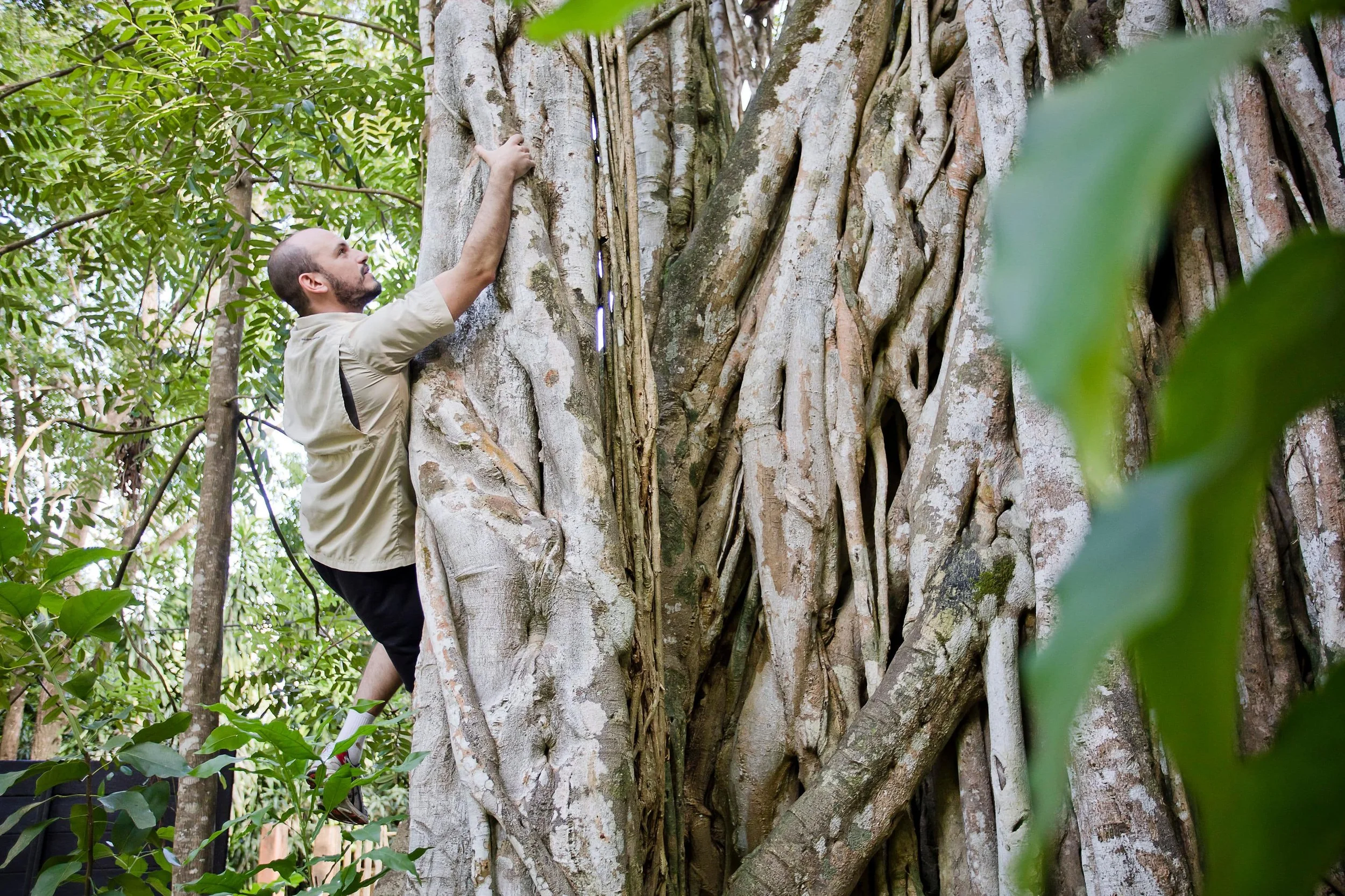 Person climbing tree at Pasha Beachfront House