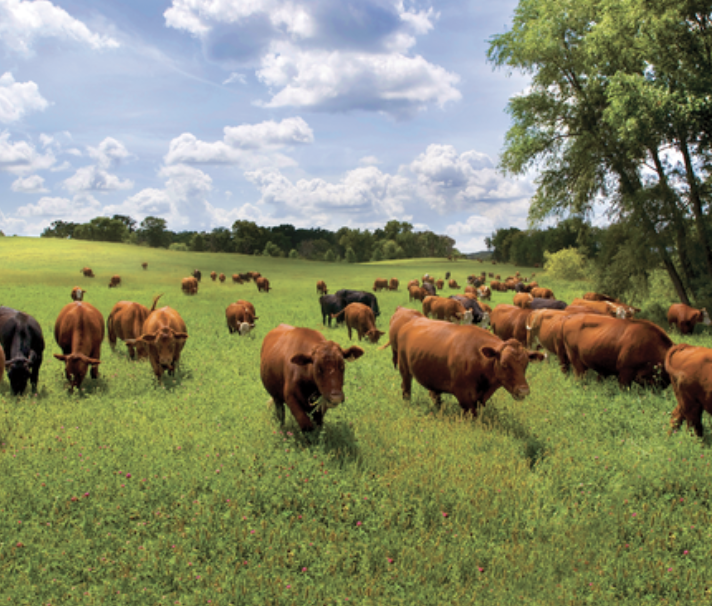   Farm Tour: Thousand Hills Lifetime Grazed