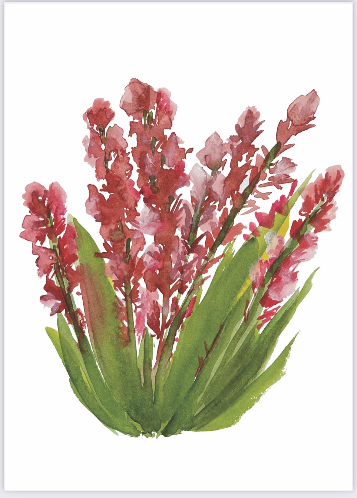 Wild Sorrel Print