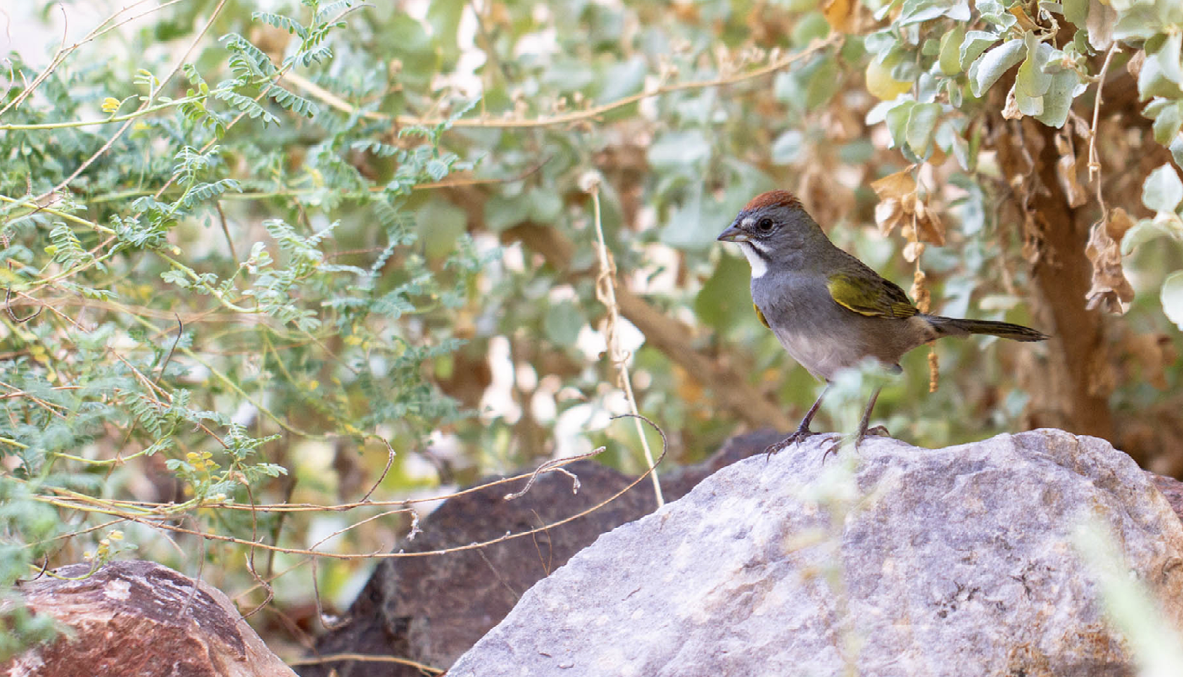 Plant It and Watch Them Come