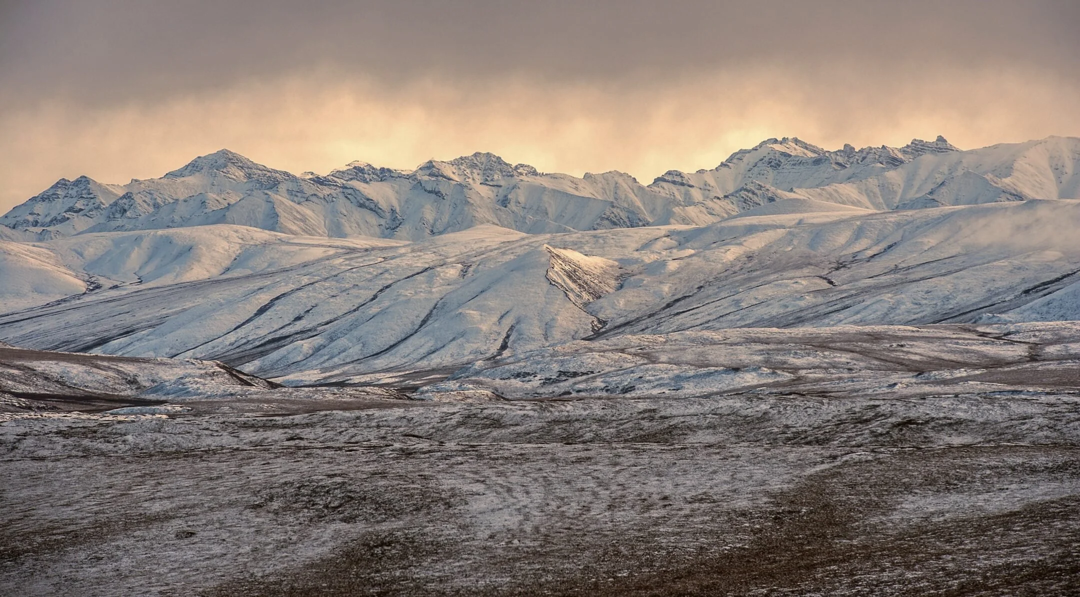 “The Biomimicry of the Arctic Tundra” is now online at AskNature.Org!