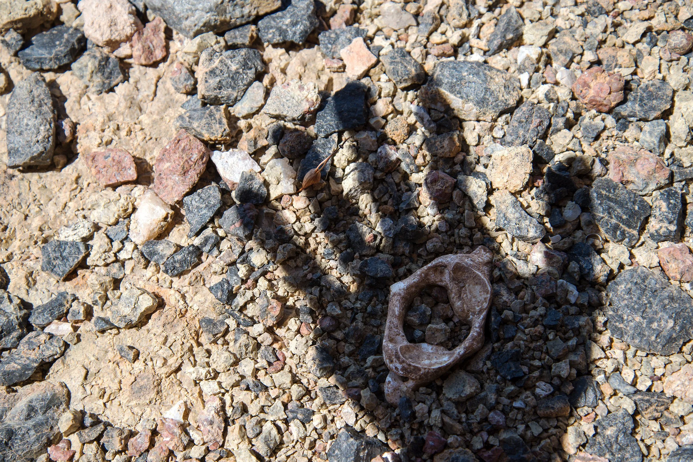  Just outside the mouth of the cave, we found the dead migrant’s atlas vertebra: the first vertebra of the spinal column. 
